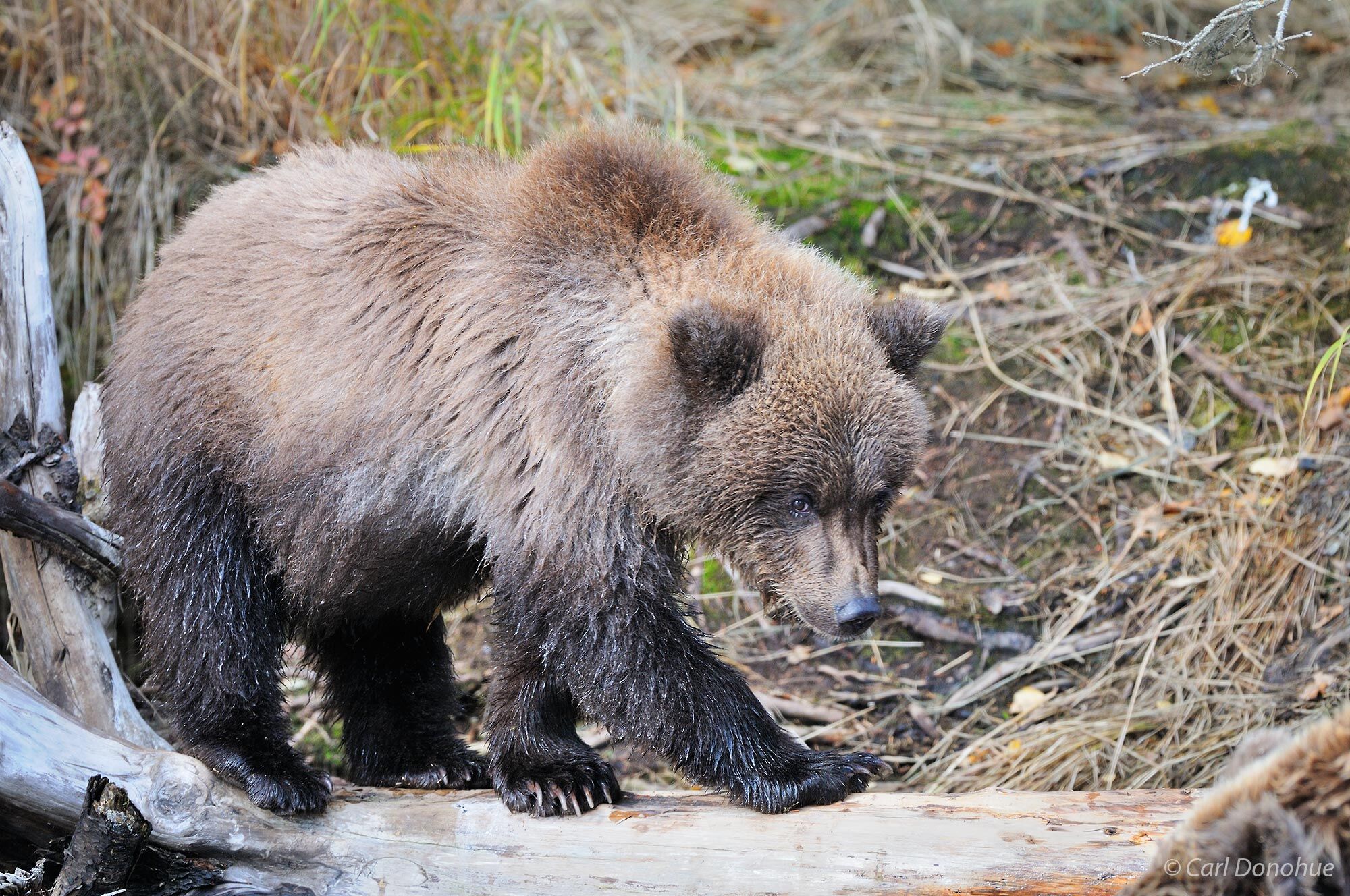 Brown bear cub, Katmai National Park, Alaska.