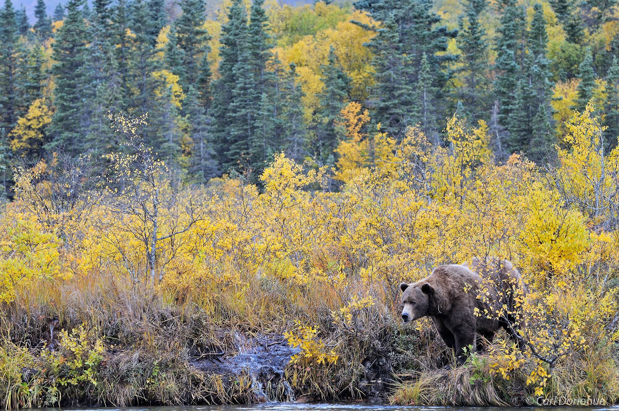 Fall foliage and brown bear, Alaska.