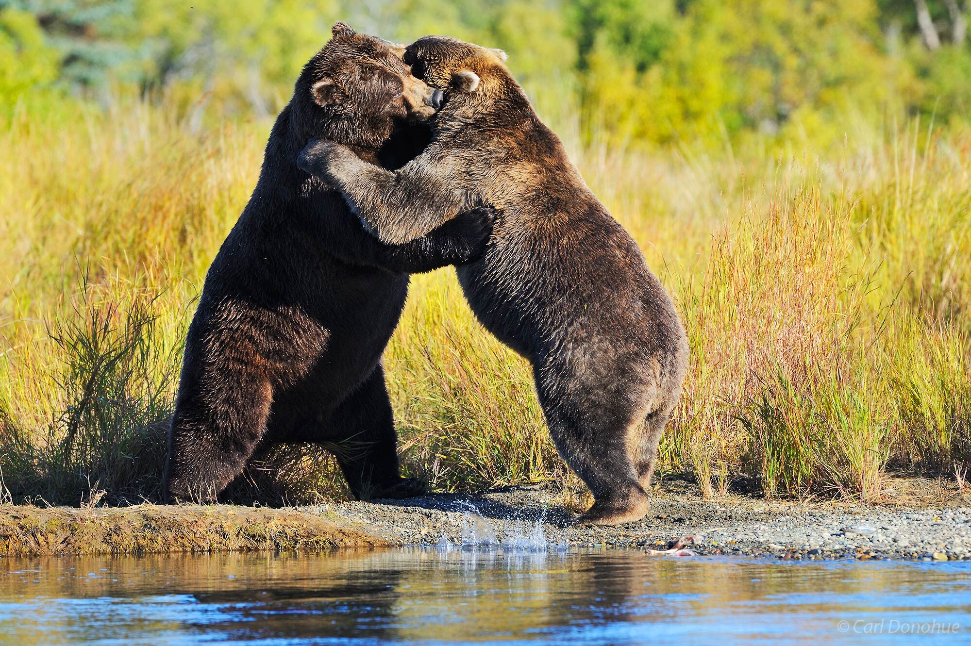 2 adult male brown bears, or boars, standing and playing. Brown bears (Ursus arctos) Katmai National Park and Preserve, Alaska.