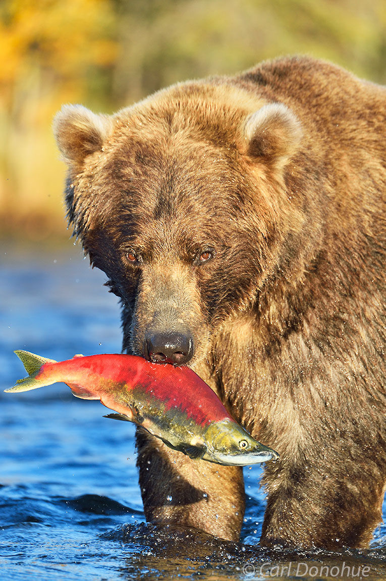 A young male brown bear carrying a bright red Sockeye salmon by the dorsal fin, in Brooks River, Katmai National Park, Alaska.