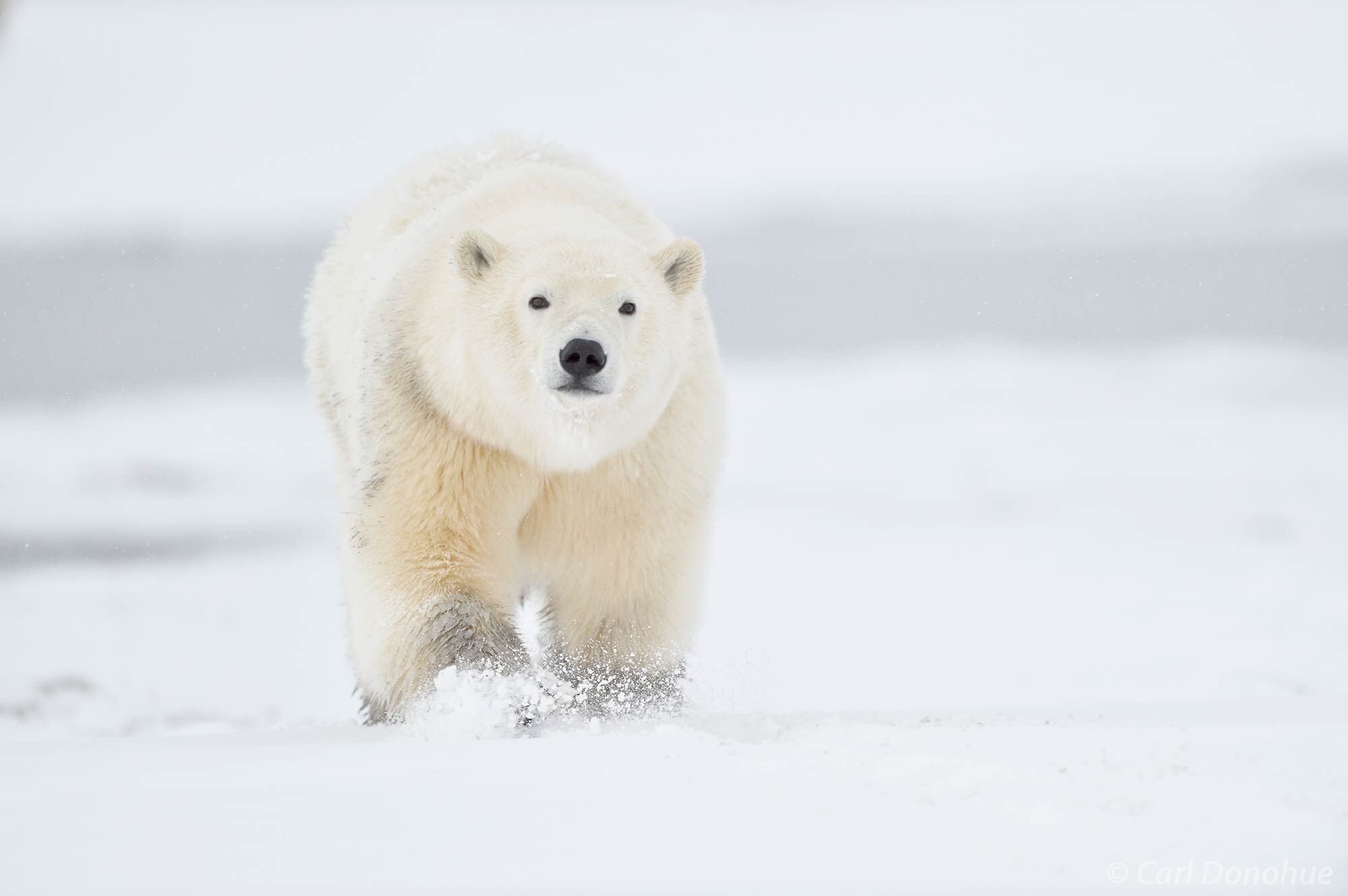 A gorgeous young polar bear walking through clean fresh snow in Alaska’s Arctic National Wildlife Refuge. Polar Bear (Ursus...