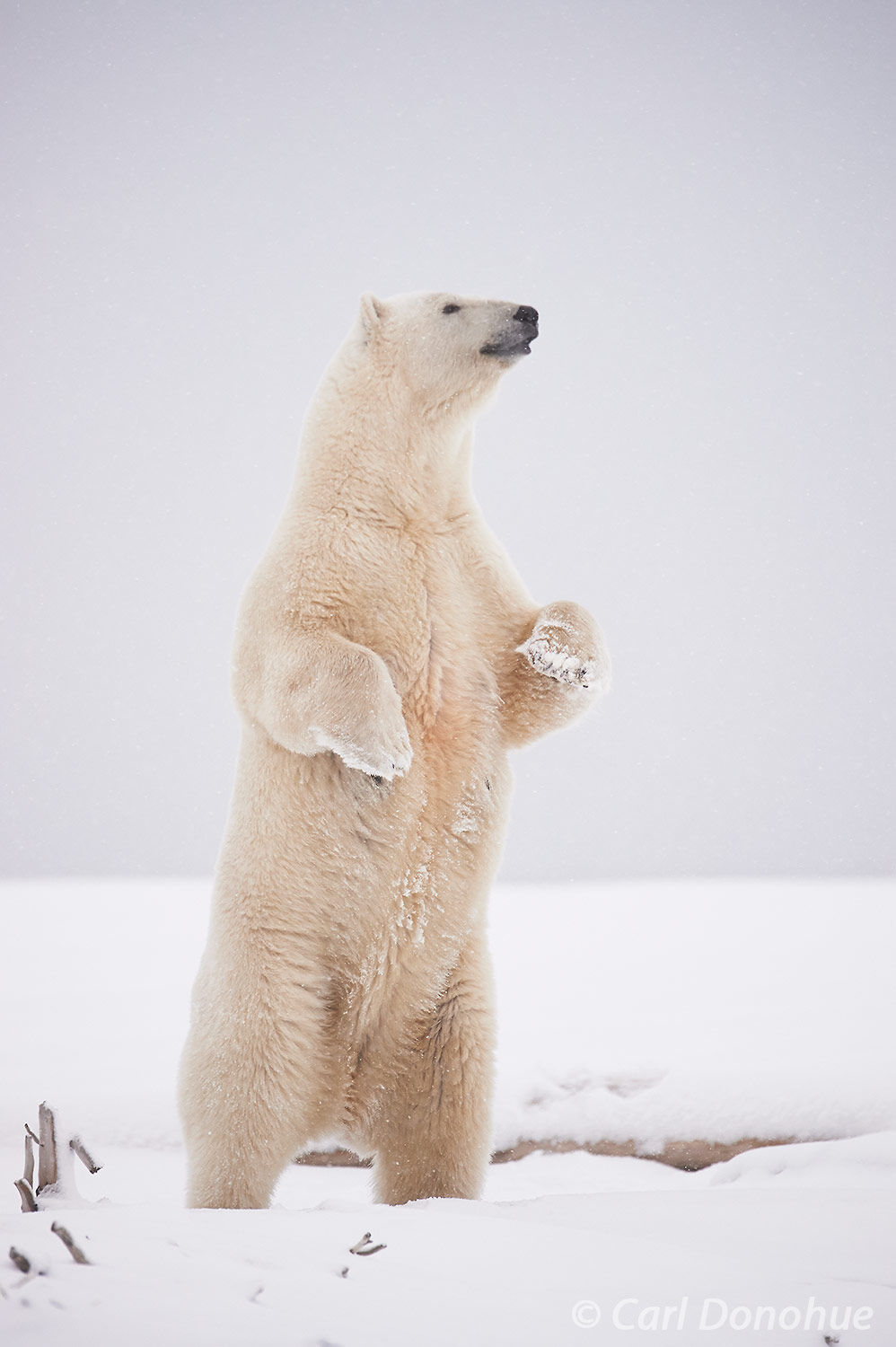 A Polar Bear (Ursus maritimus) standing upright, towers well over 8 feet tall. Male polar bears can be as high as 10 feet tall...
