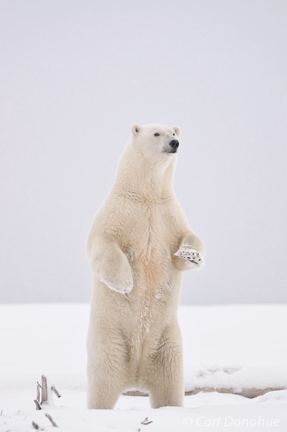 A Polar Bear (Ursus maritimus) standing on hind feet, towers well over 8 feet tall. Male polar bears can be as high as 10 feet...