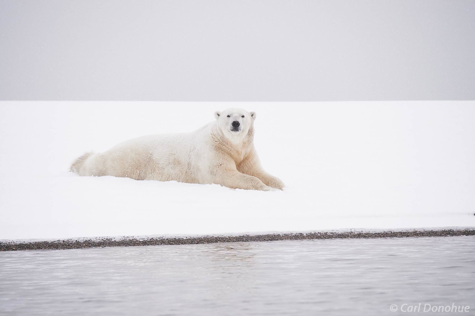 Polar Bear (Ursus maritimus) lying in fresh snow on the shores of Beaufort Sea, in the Arctic Ocean, Arctic National Wildlife...