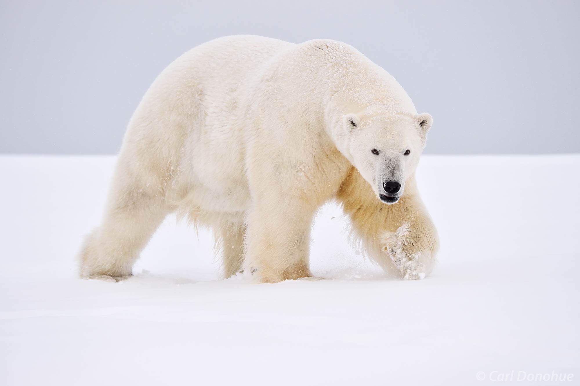 A large male adult polar bear (Ursus maritimus) stalks across the frozen, snow-covered tundra of the Arctic National Wildlife...