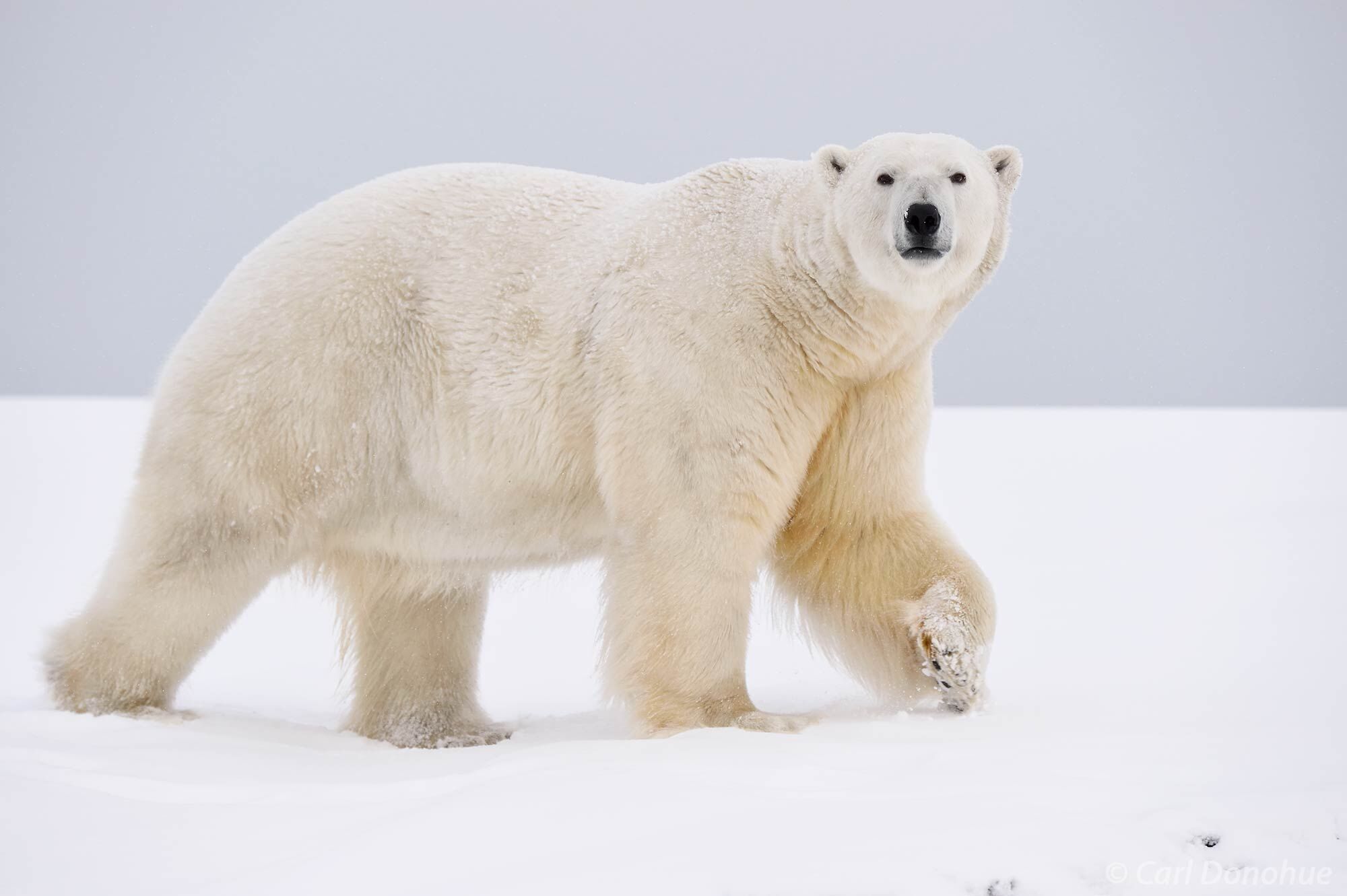 A large male adult polar bear (Ursus maritimus), weighing well over 1000 pounds, stalks across the frozen, snow-covered tundra...