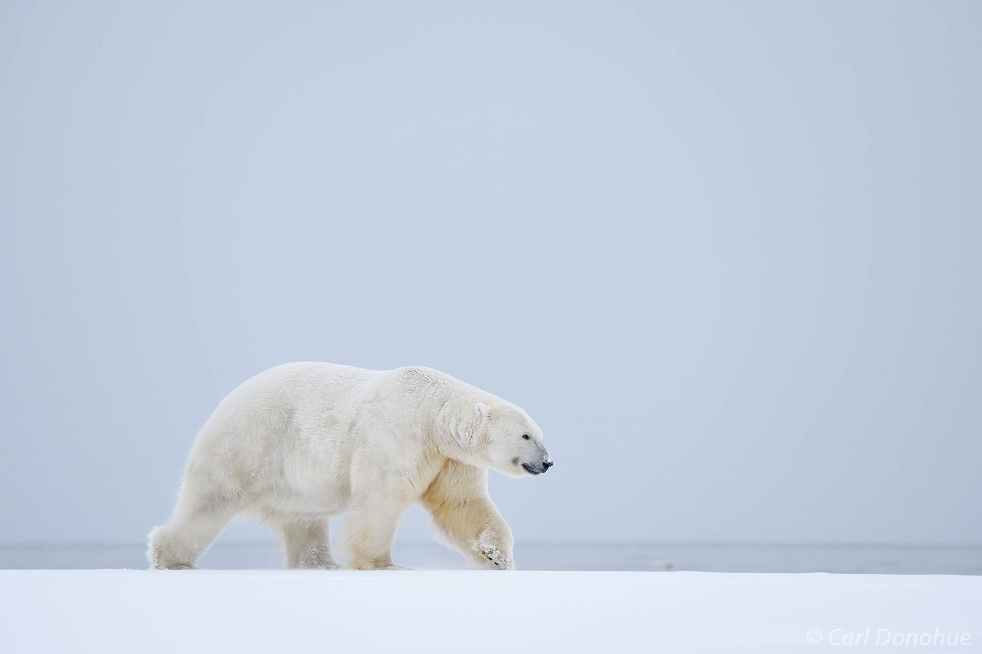 A large male adult polar bear (Ursus maritimus) wanders across the frozen, snow-covered tundra of the Arctic National Wildlife...