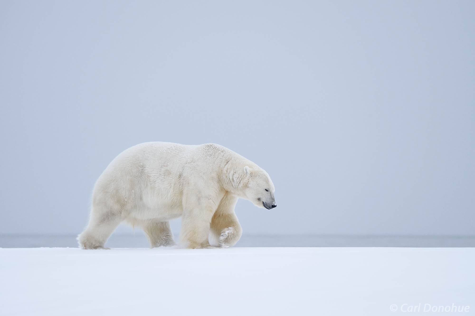 A large male adult polar bear (Ursus maritimus) wearily walks across the frozen, snow-covered tundra of the Arctic National Wildlife...