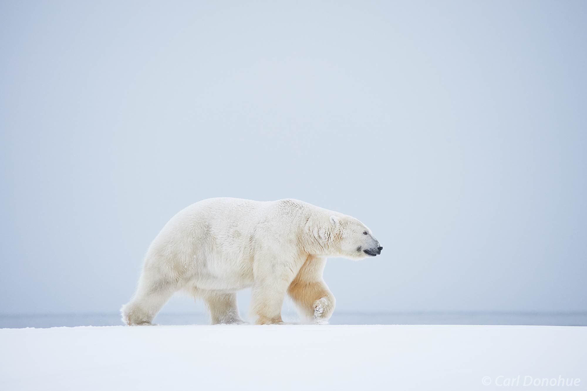 A large male adult polar bear (Ursus maritimus) walks across the frozen, snow-covered tundra along the shores of the Beaufort...