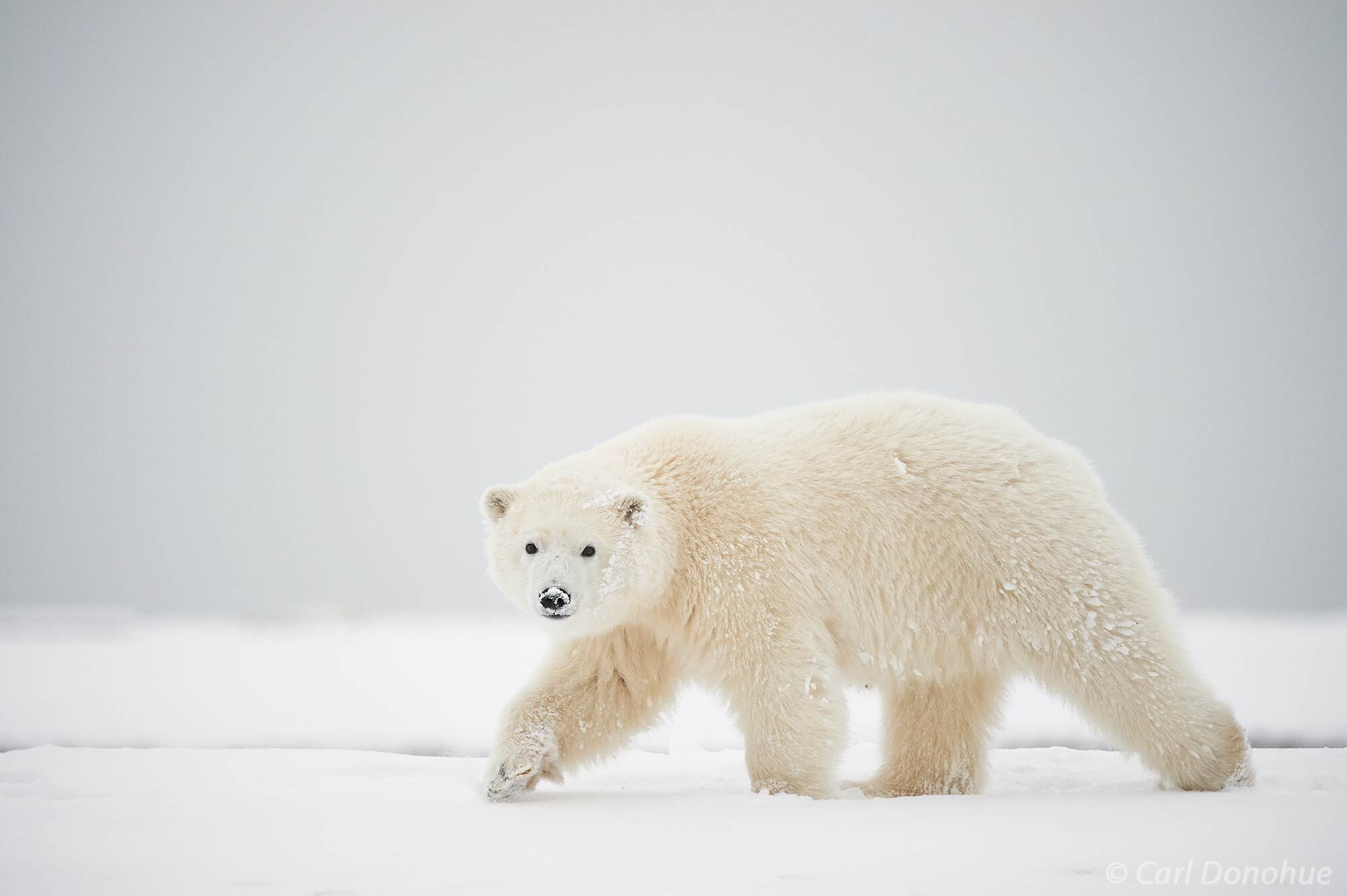 Polar Bear (Ursus maritimus) cub, looks curiously toward me as he follows his mother, walking miles over the frozen ground. Arctic...