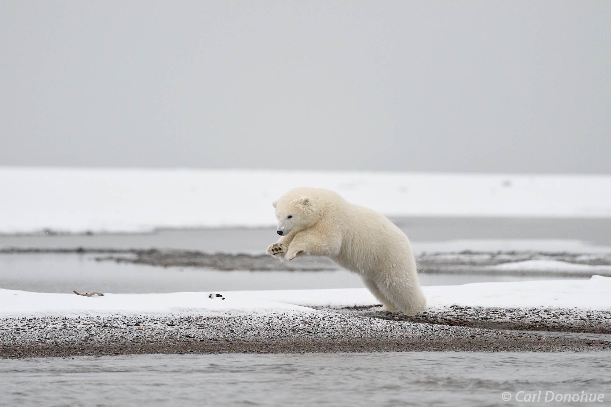 Polar Bear (Ursus maritimus) cub, leaps across a small stream on a barrier island off the Arctic National Wildlife Refuge, ANWR...