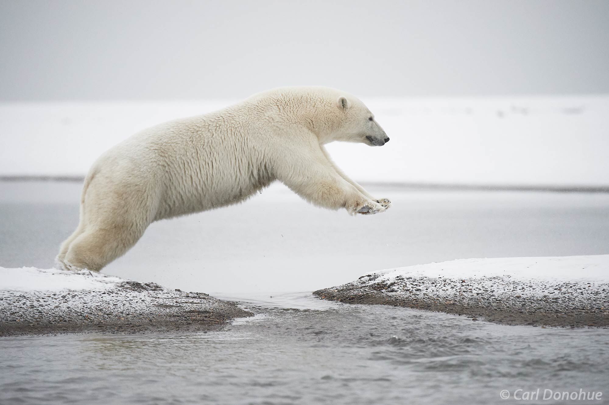Polar Bear (Ursus maritimus) sow, leaps across a small stream on a barrier island off the Arctic National Wildlife Refuge, ANWR...