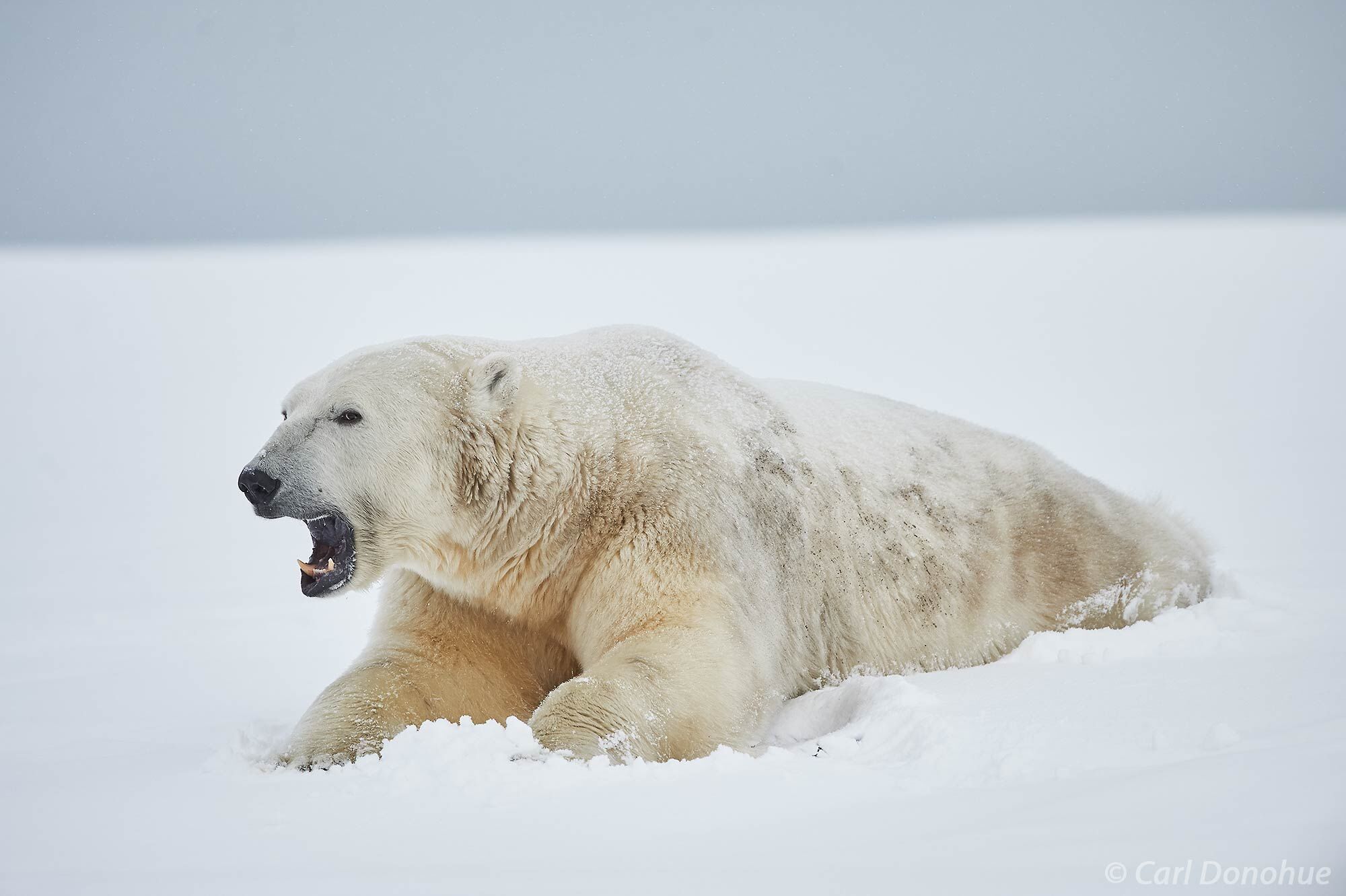 A massive male polar bear, or boar, lying in fresh cold snow covering the arctic tundra near the Beaufort Sea, Alaska. Polar...