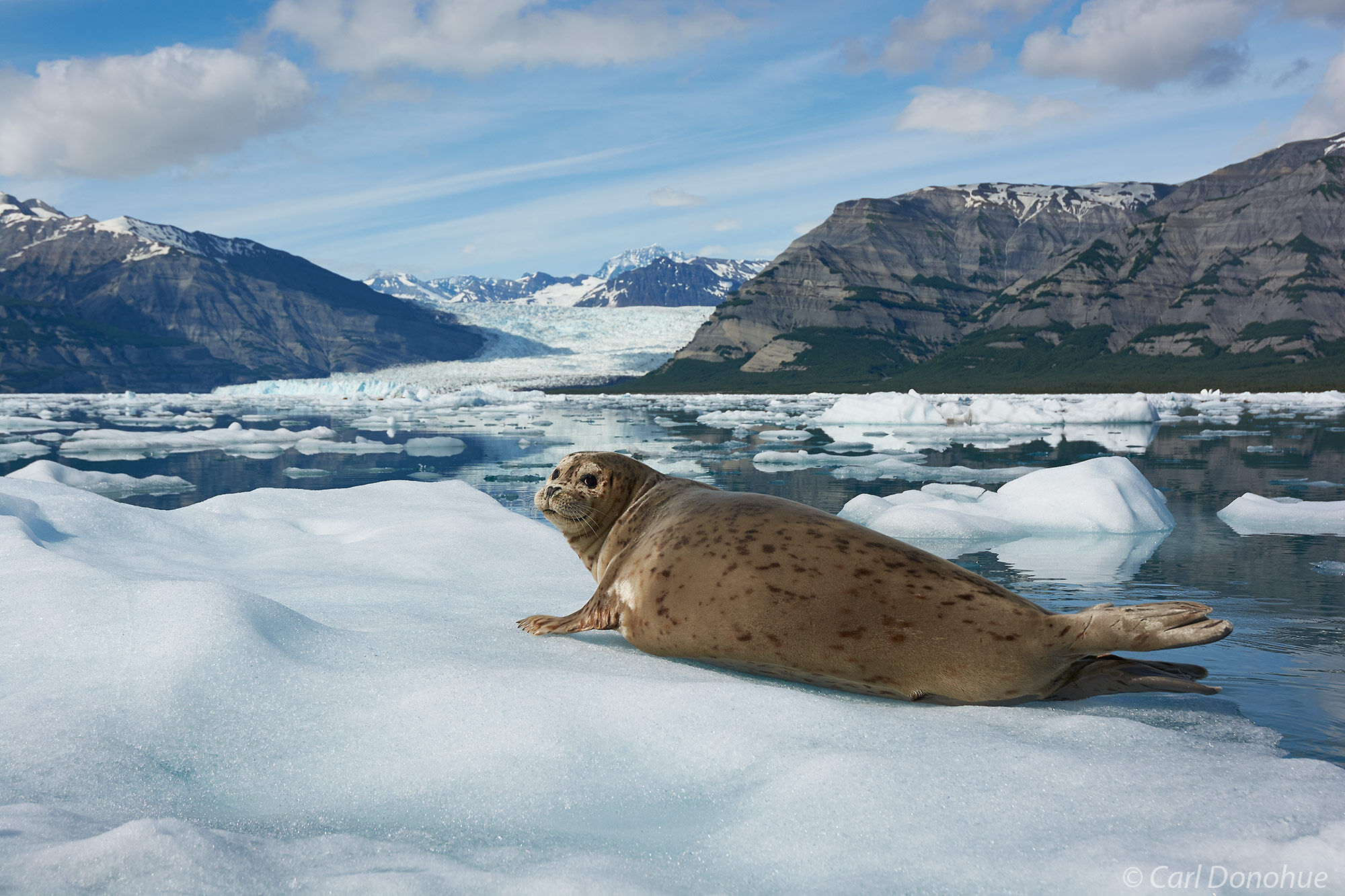 Harbor seal on a iceberg in Icy Bay, Yahtse Glacier in the background and the St. Elias Mountain Range, Wrangell - St. Elias...