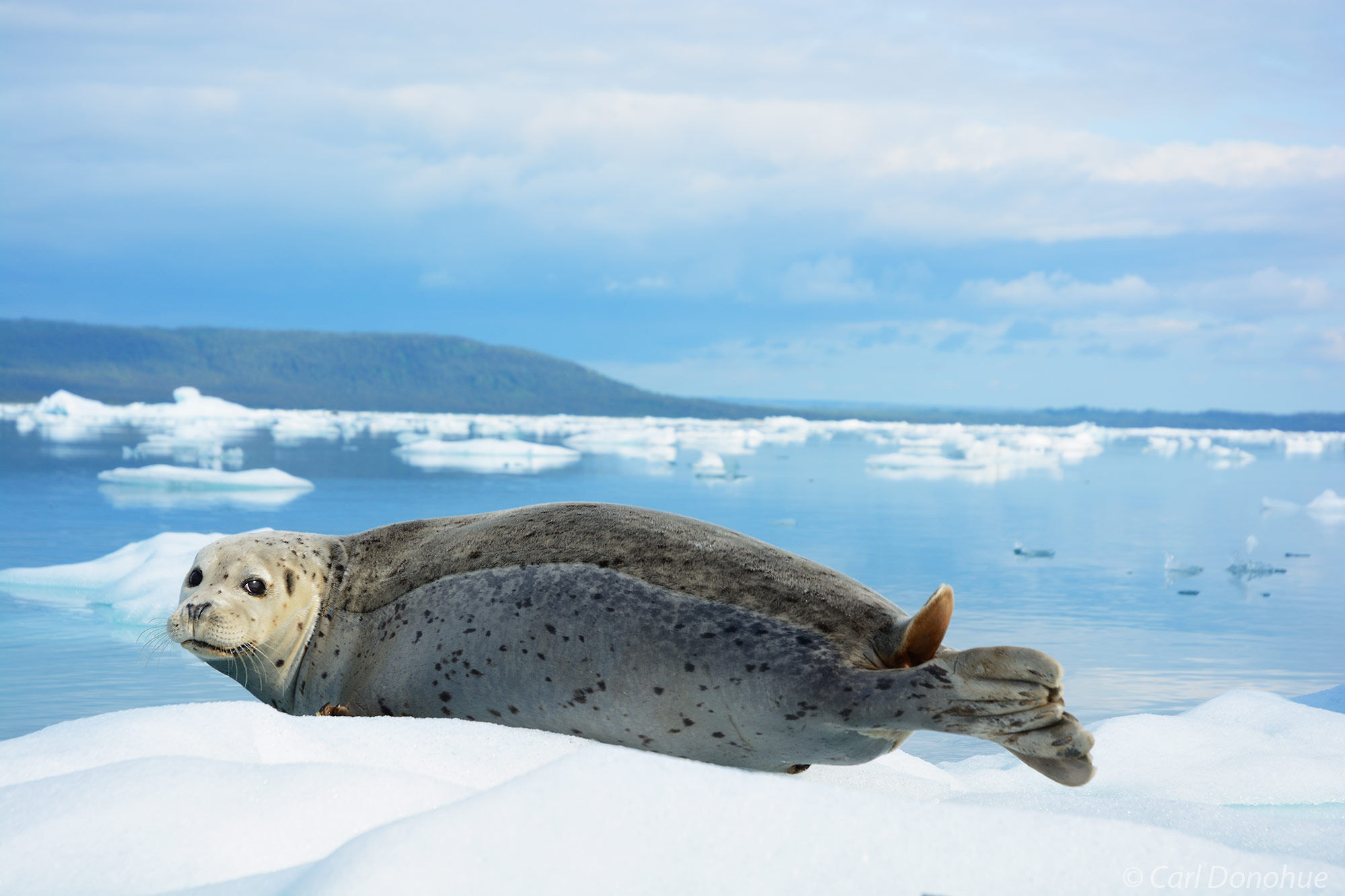Harbor seal hauled out on an iceberg in Icy Bay, Wrangell - St. Elias  National Park and Preserve, Alaska.