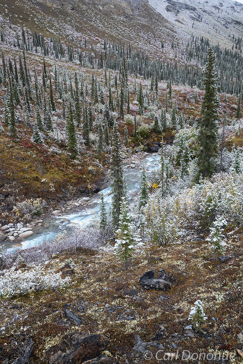 Termination dust! Termination dust "terminates" the end of summer, as fall arrives. Fresh snow dusts the boreal forest along...