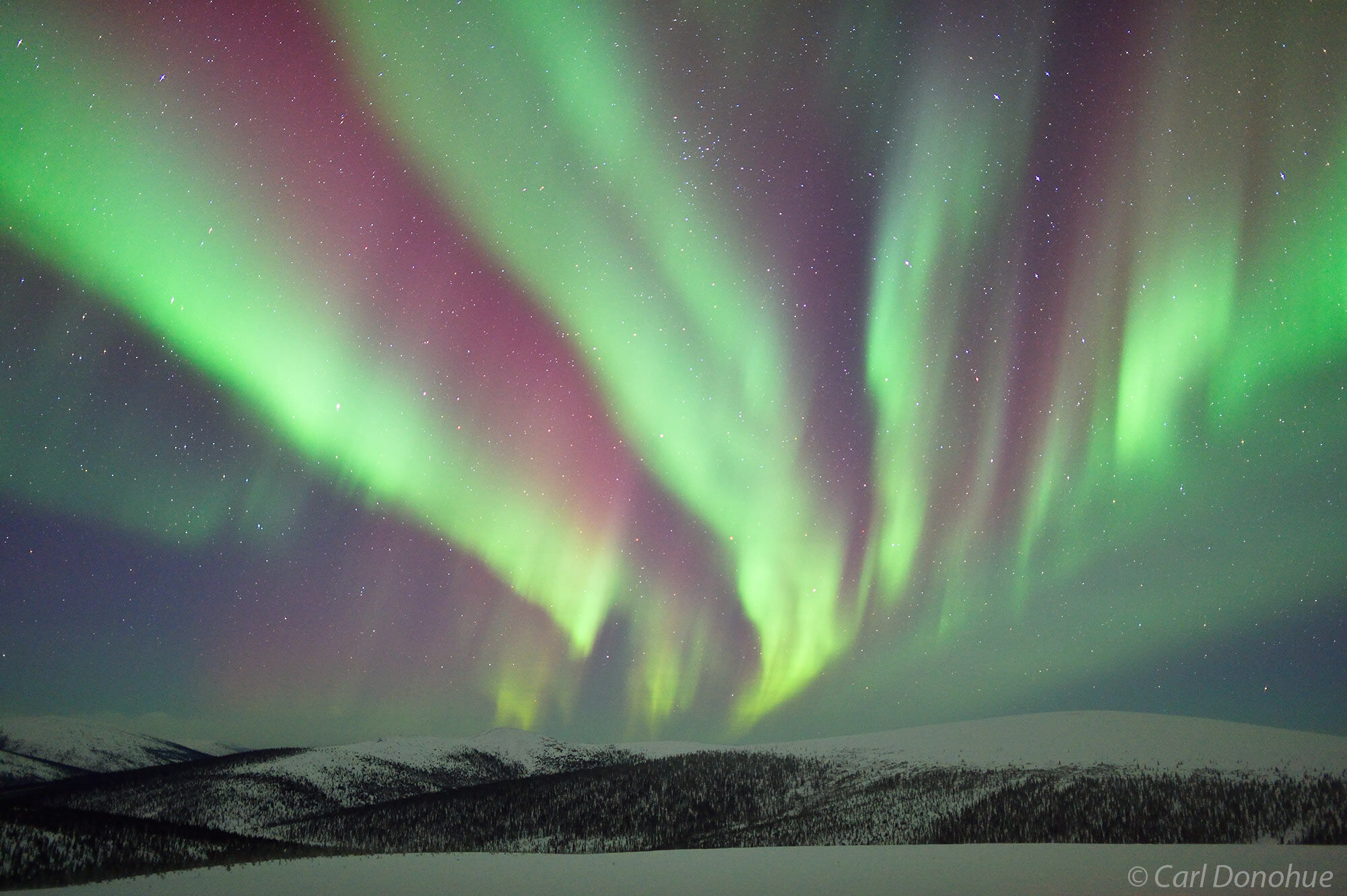 A colorful rainbow of Northern lights displaying brightly over the White Mountains in sub-arctic Alaska.