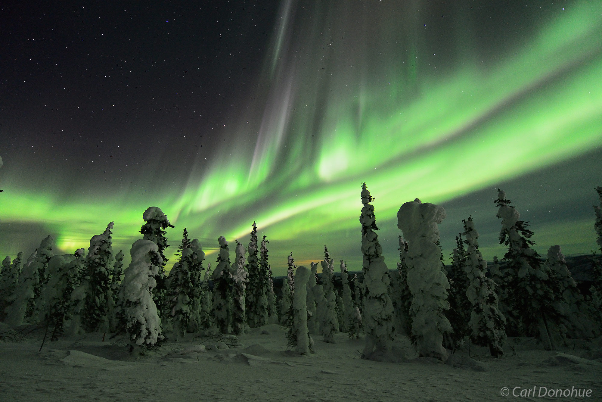 White spruce trees and the Aurora borealis photo, or northern lights, interior Alaska.