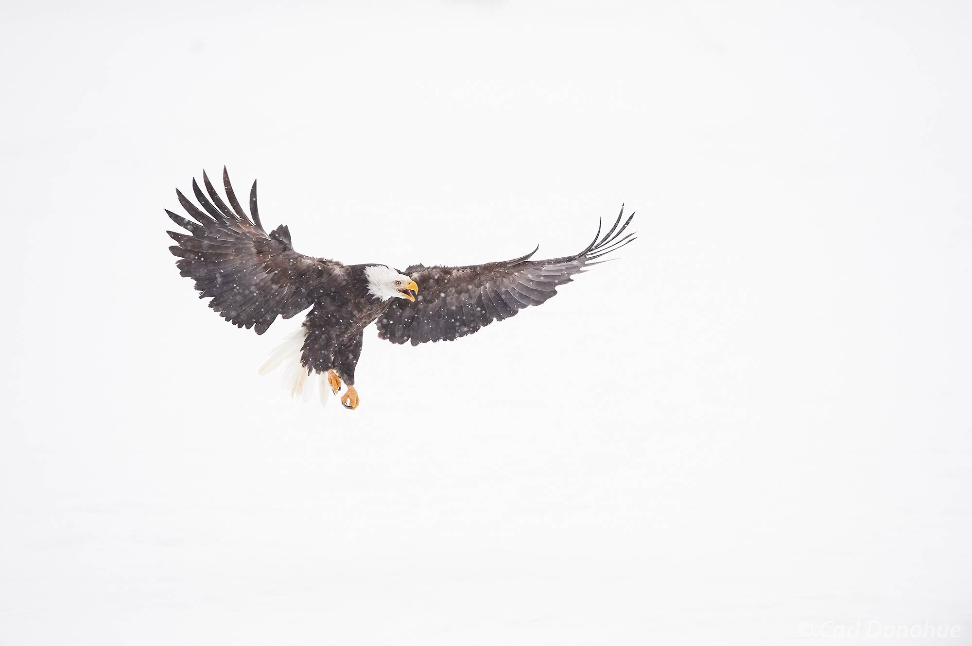 A perfect white background from a heavy snow storm and a mature bald eagle flying in for a landing near thee Chilkat River, Haines...