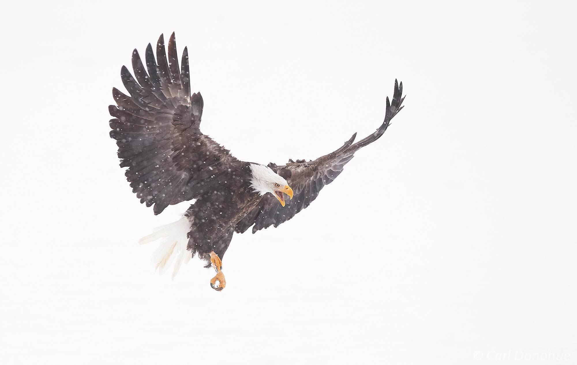 A heavy storm and a perfect landing for this mature bald eagle, near Haines Alaska.