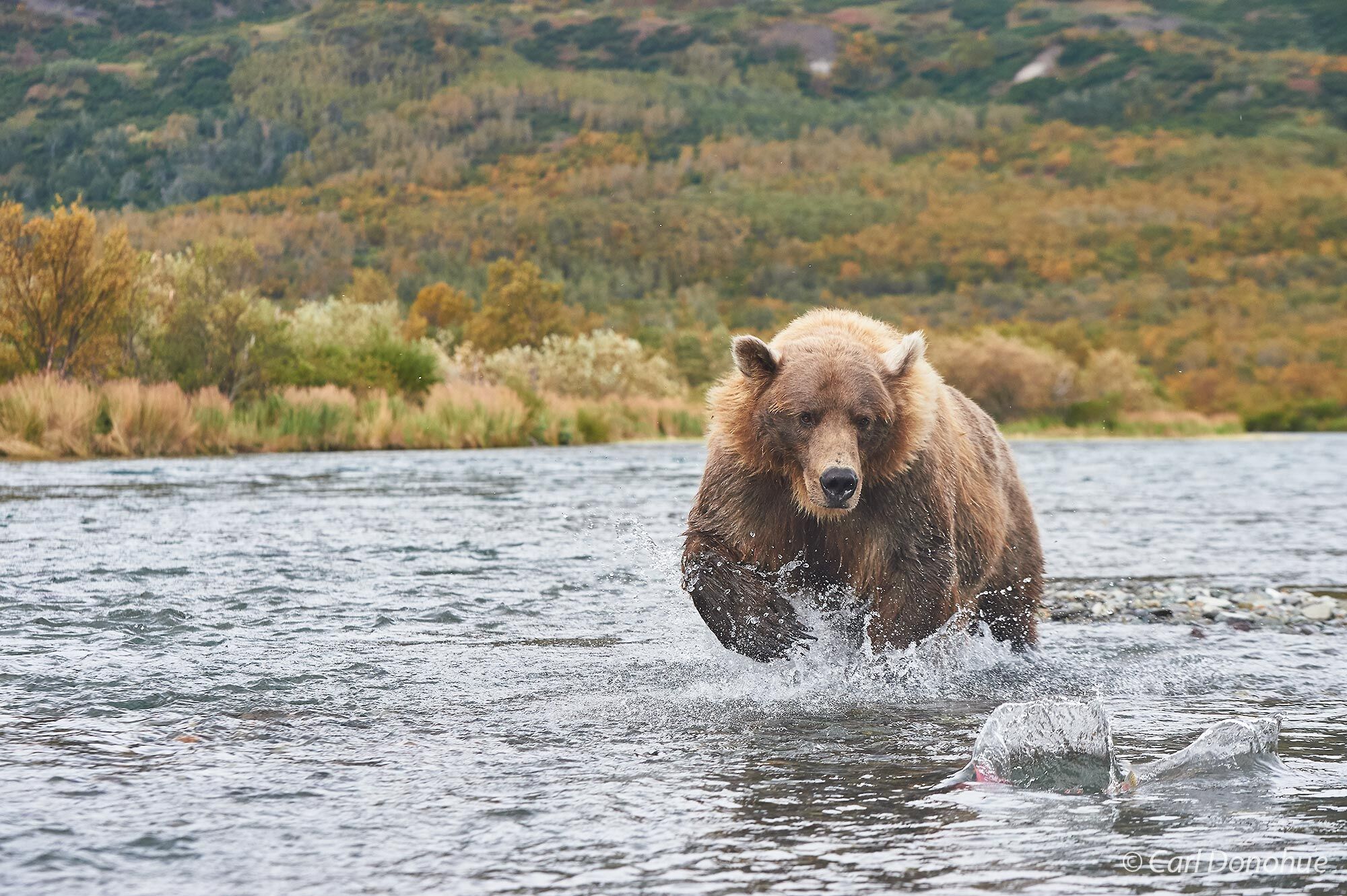 A female brown bear chasing Sockeye salmon in the shallows of Kulik River, Katmai National Park and Preserve, Alaska.