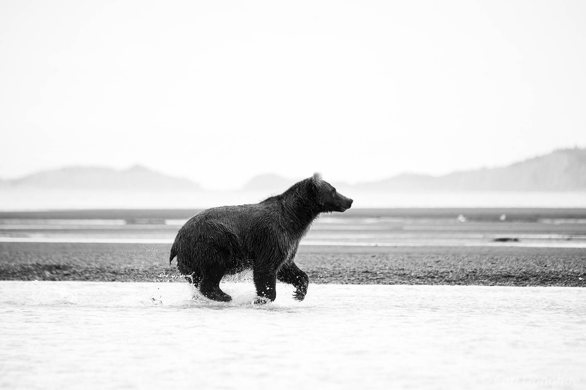 A black and white or monochromatic version of a photo of an adult brown bear male chasing after spawning  salmon near Katmai...