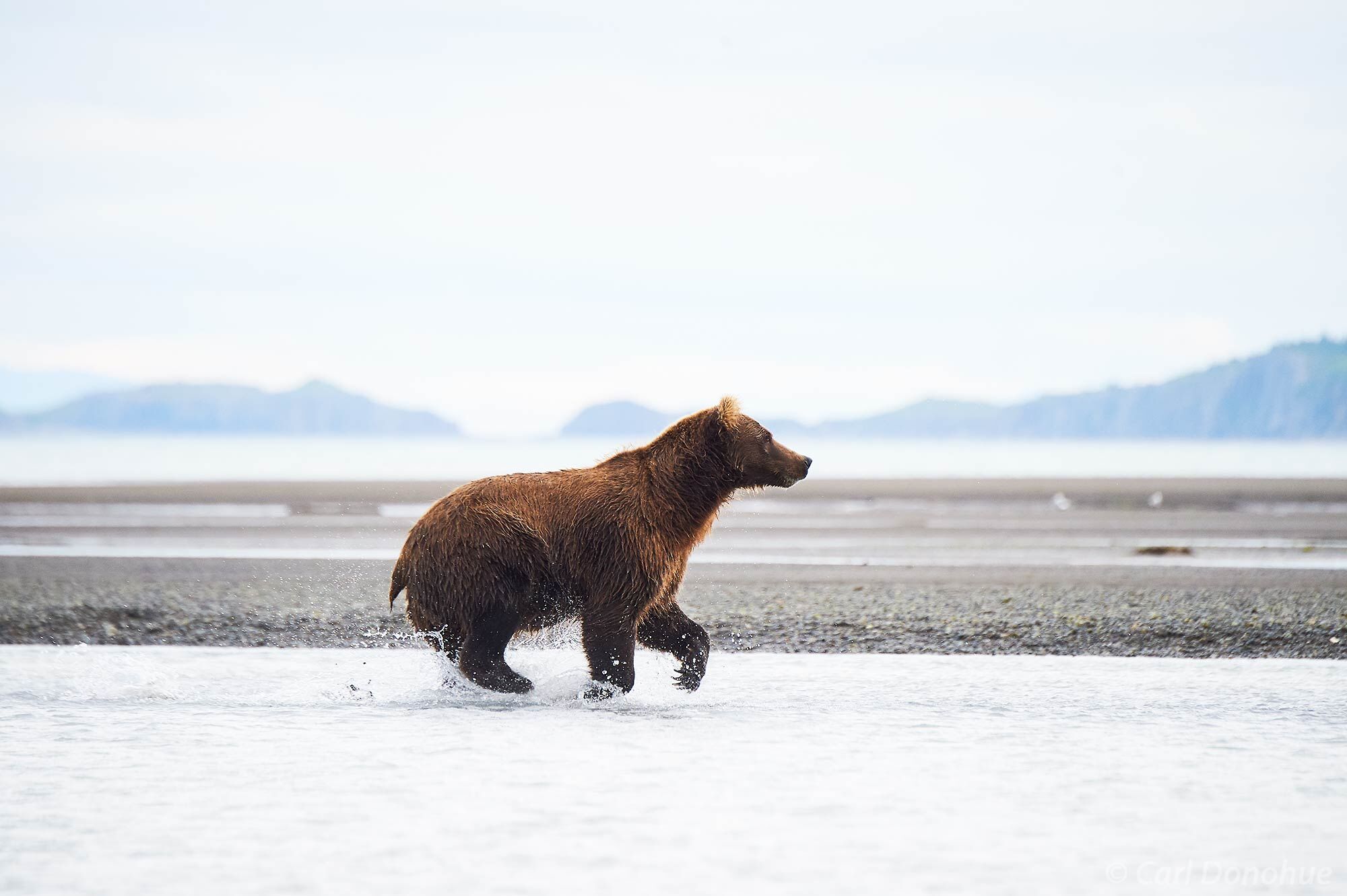A massive adult brown bear male chasing after spawning  salmon near Katmai National Park and Preserve, Alaska. Brown bears can...