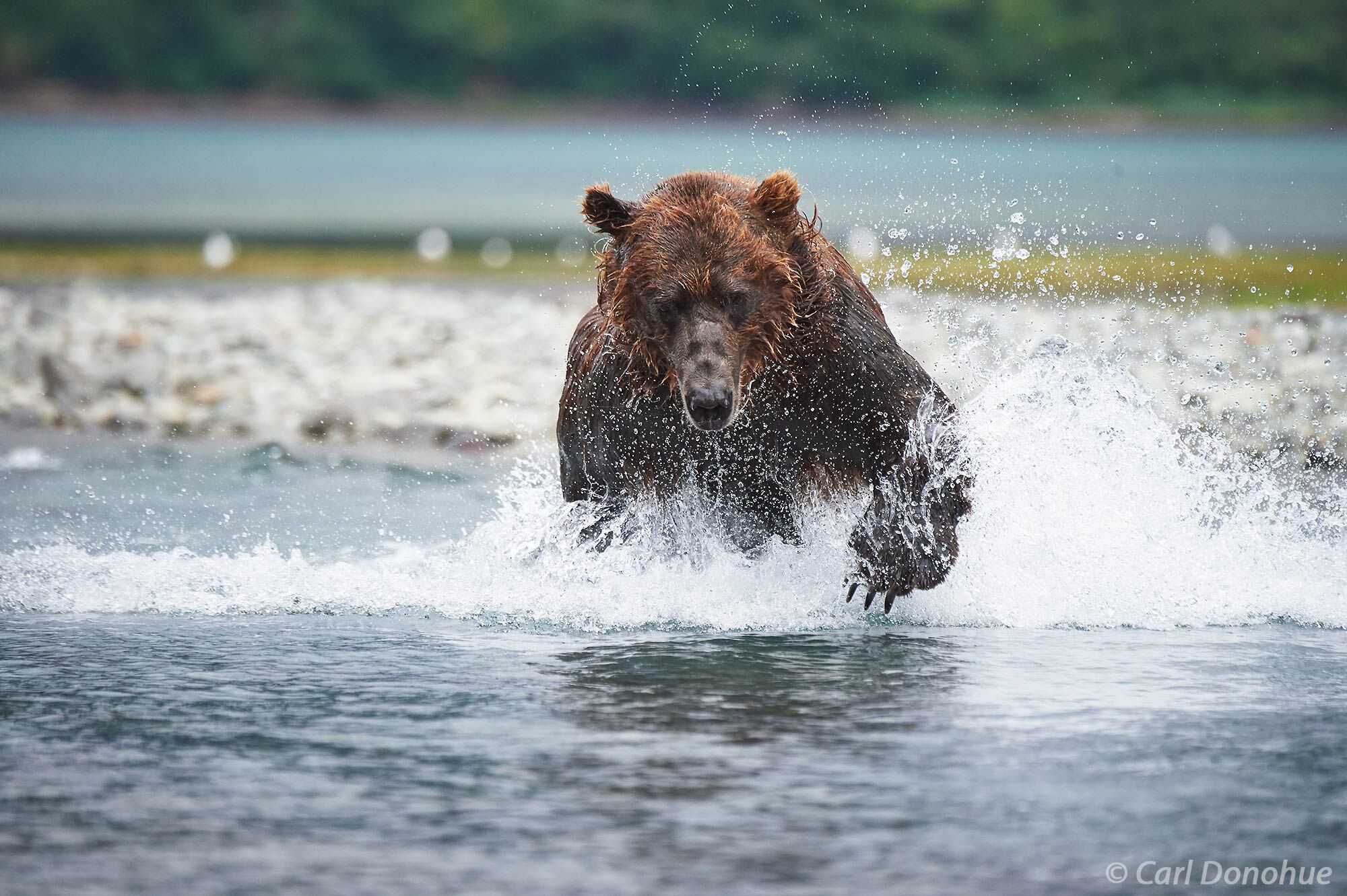 Adult brown bear male chasing after spawning salmon in Katmai National Park and Preserve, Alaska. Brown bears can reach 1400lbs...