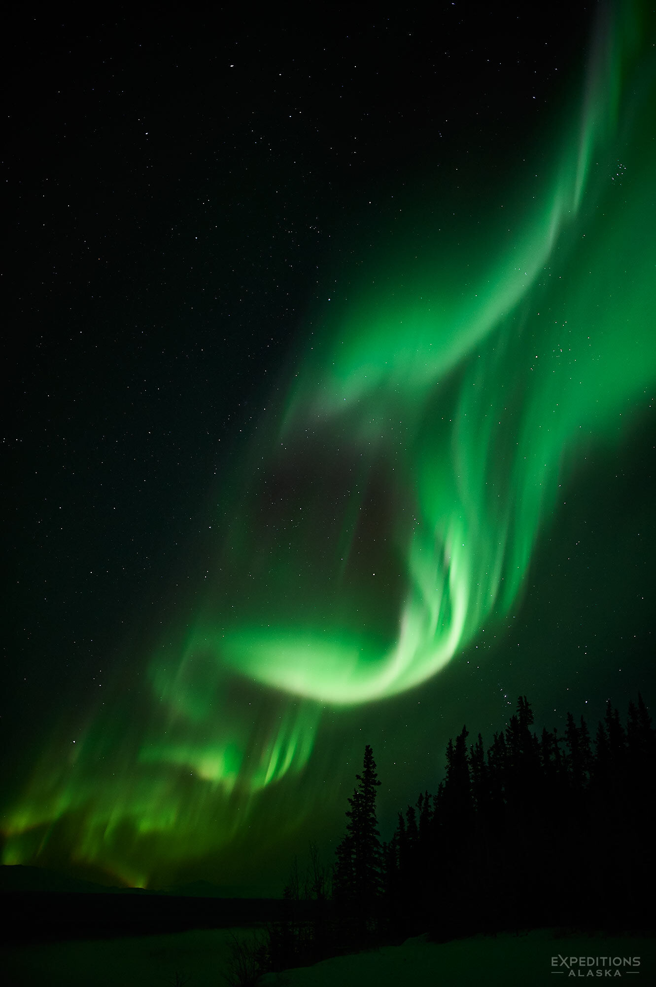 Aurora borealis, lighting up the night skies above the boreal forest of Wrangell - St. Elias National Park, Alaska