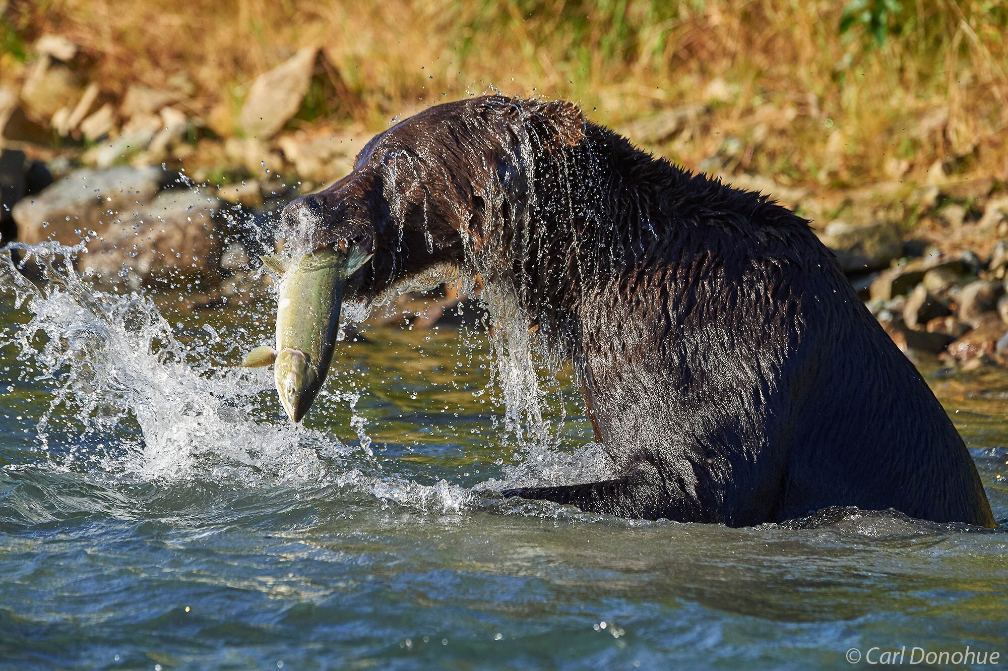 A brown bear eating a freshly caught silver salmon in Katmai National Park and Preserve, Alaska.