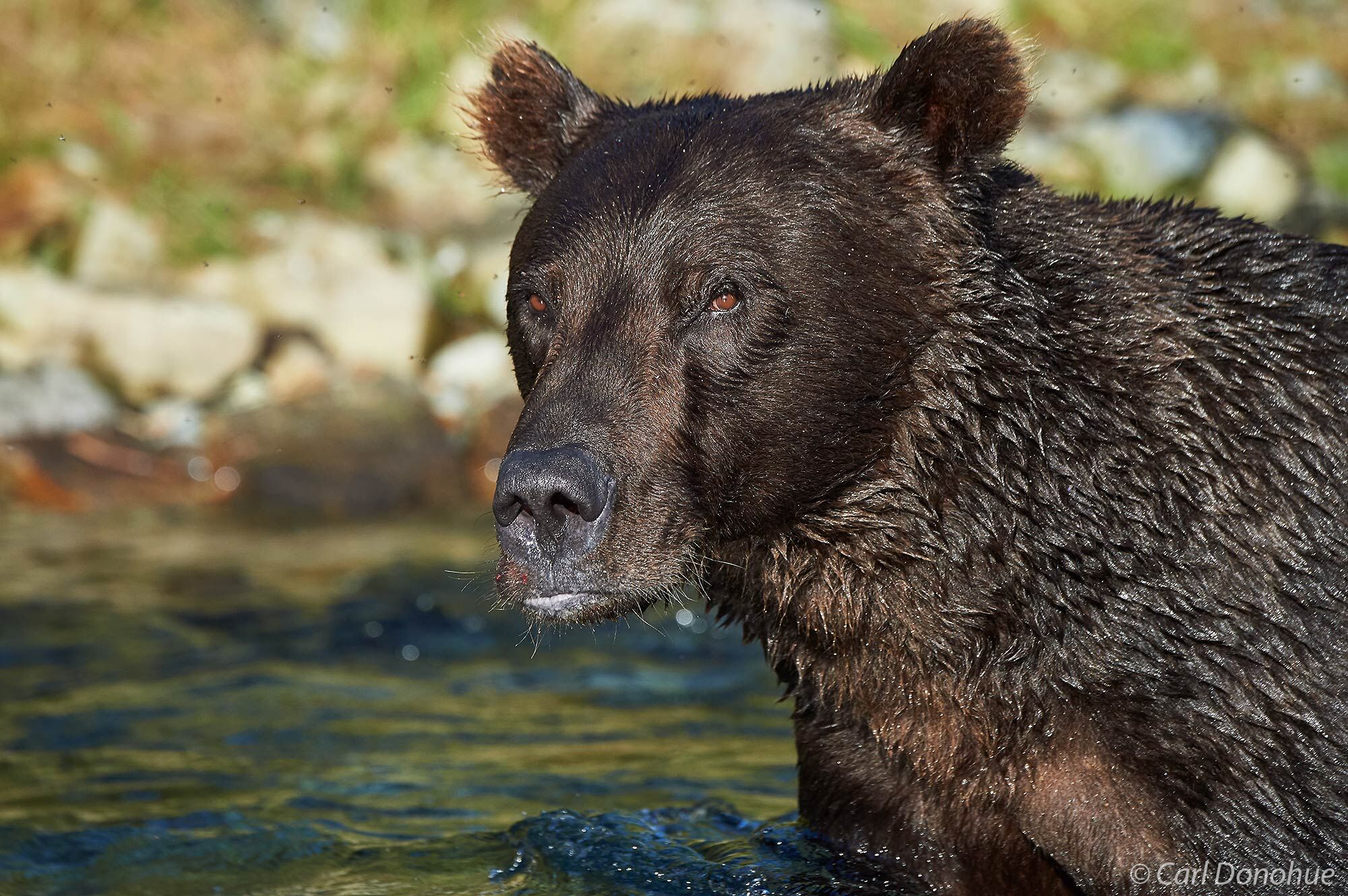 A large male brown bear, or grizzly bear, gives me a passing glance as he walks upriver in search of salmon. ﻿Katmai National Park and Preserve.