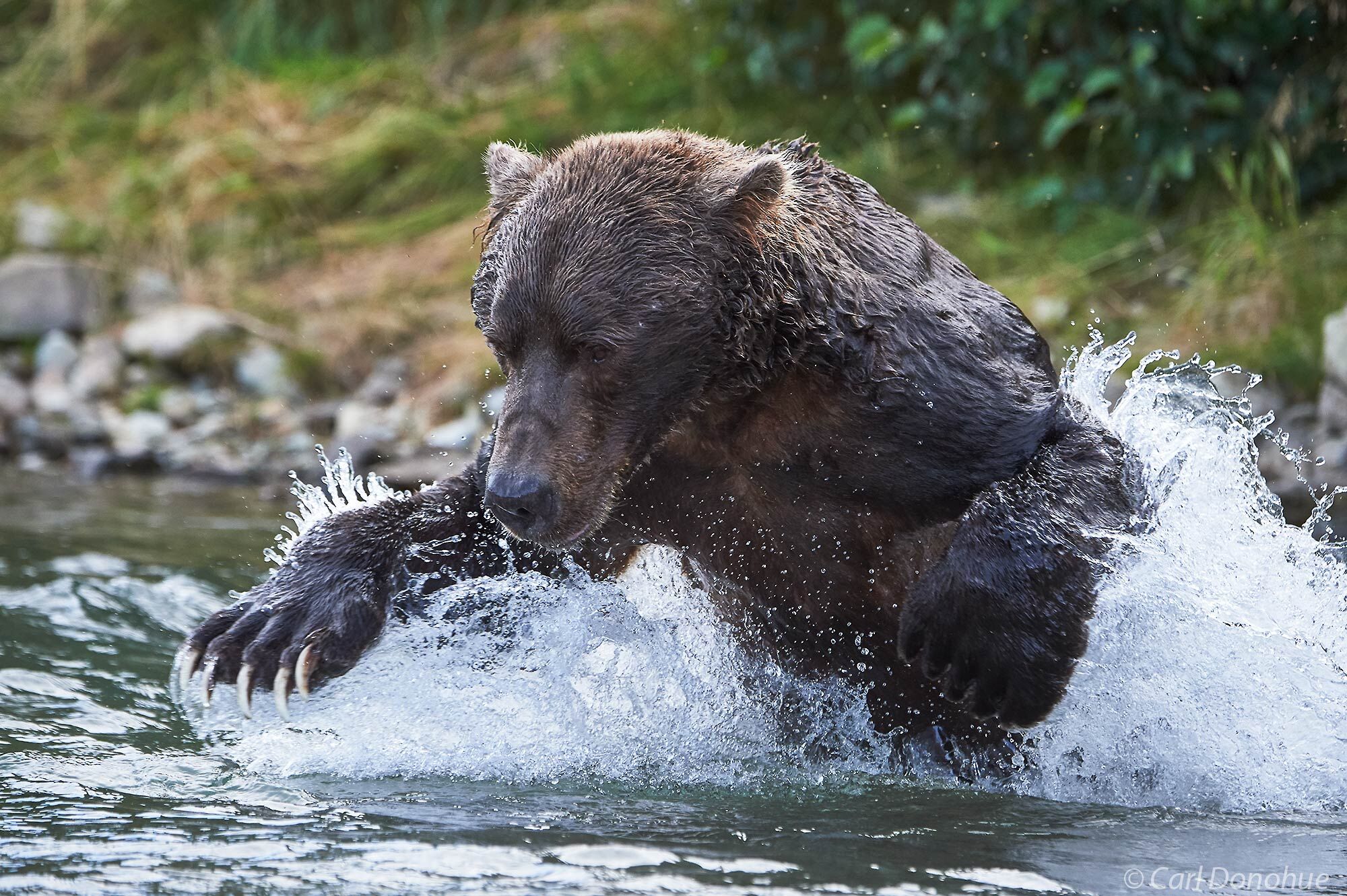 Brown bear fishing for salmon in a creek in Alaska, Katmai National Park and Preserve, Alaska.