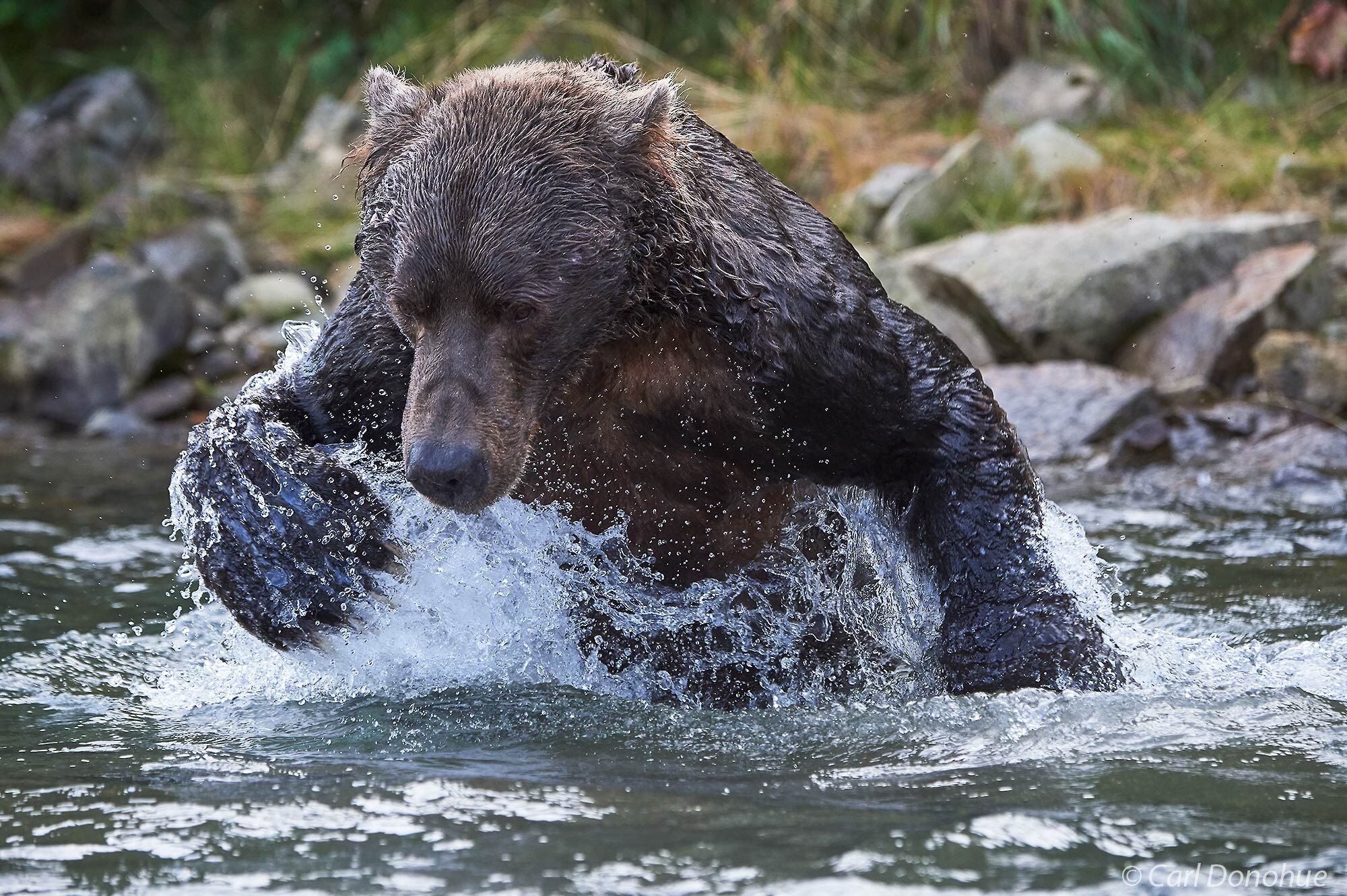 Brown bear leaping and diving after fresh salmon in a small coastal stream, Katmai National Park and Preserve, Alaska.