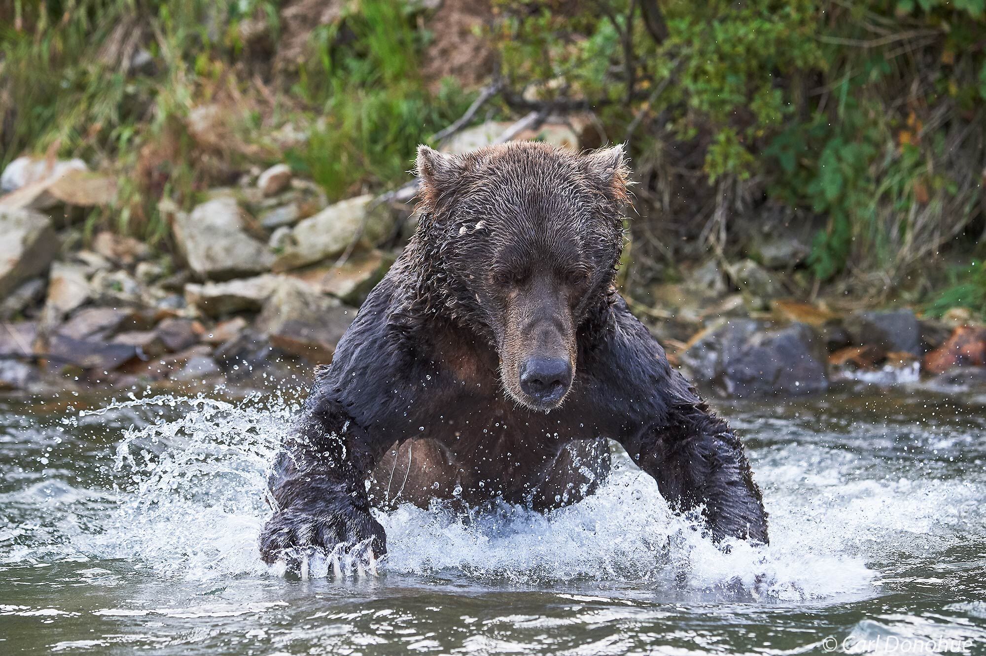 Brown bear, a large male, vigorously hunting spawning salmon in a small coastal stream, Katmai National Park and Preserve, Alaska.