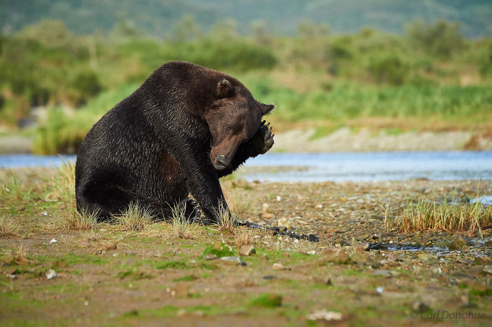 A large male adult brown bear, sitting on the riverbank scratching his head in Katmai National Park and Preserve, Alaska.