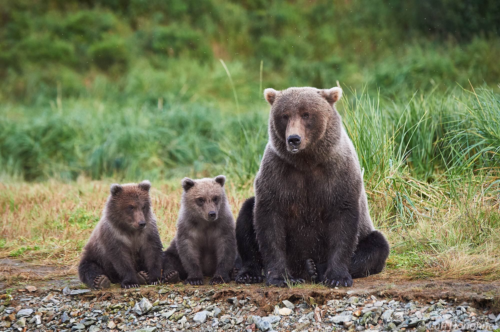 Brown bear sow and cubs sitting on a riverbank, Katmai National Park and Preserve, Alaska.