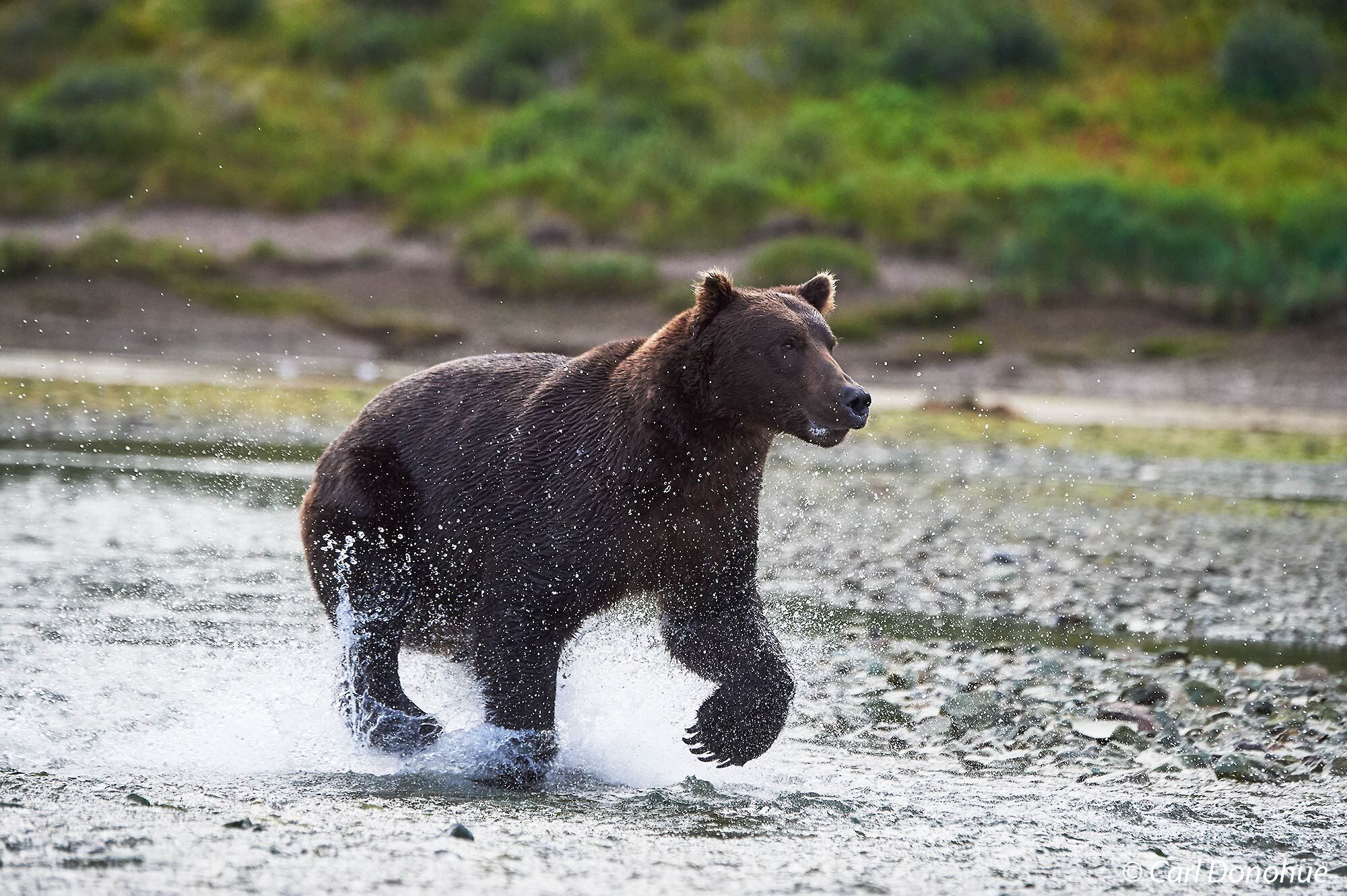 A large adult male brown bear, or boar, running through shallow water chasing spawning salmon, Katmai National Park and Preserve...
