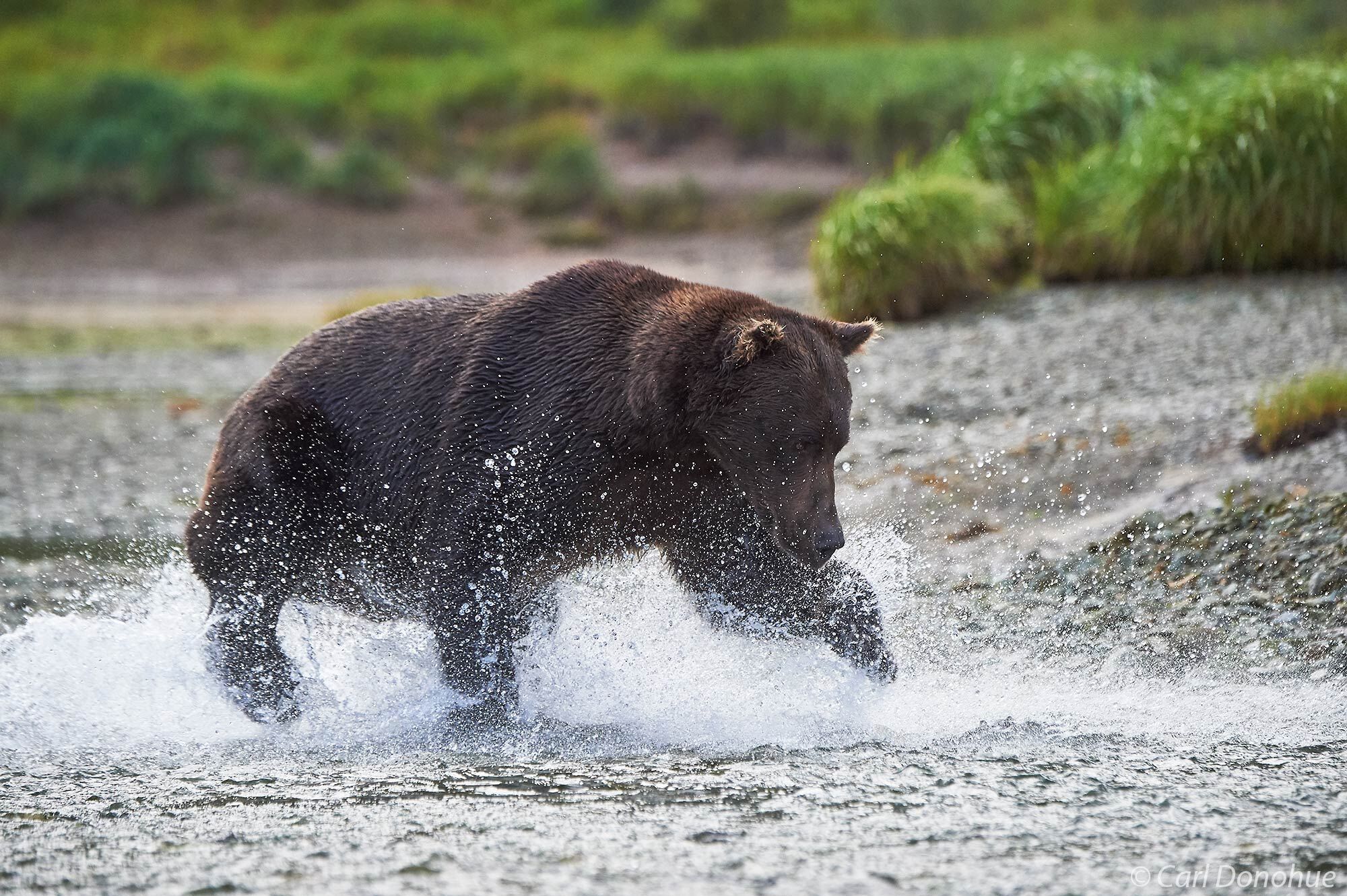 A large adult male brown bear chasing after salmon in a stream. Male bears eat up to 20 or more salmon on a good day. Katmai National ﻿Park and ﻿Preserve, Alask