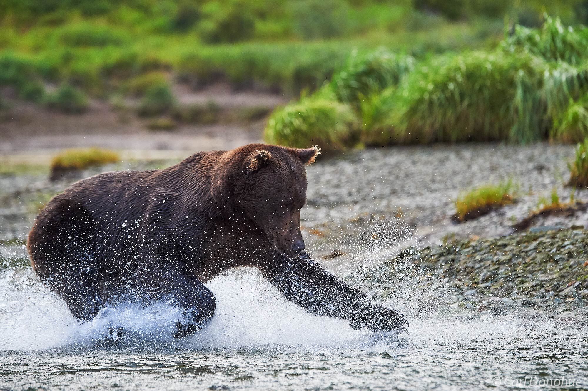 A large adult male brown bear, or boar, running through shallow water chasing spawning salmon, Katmai National Park and Preserve...