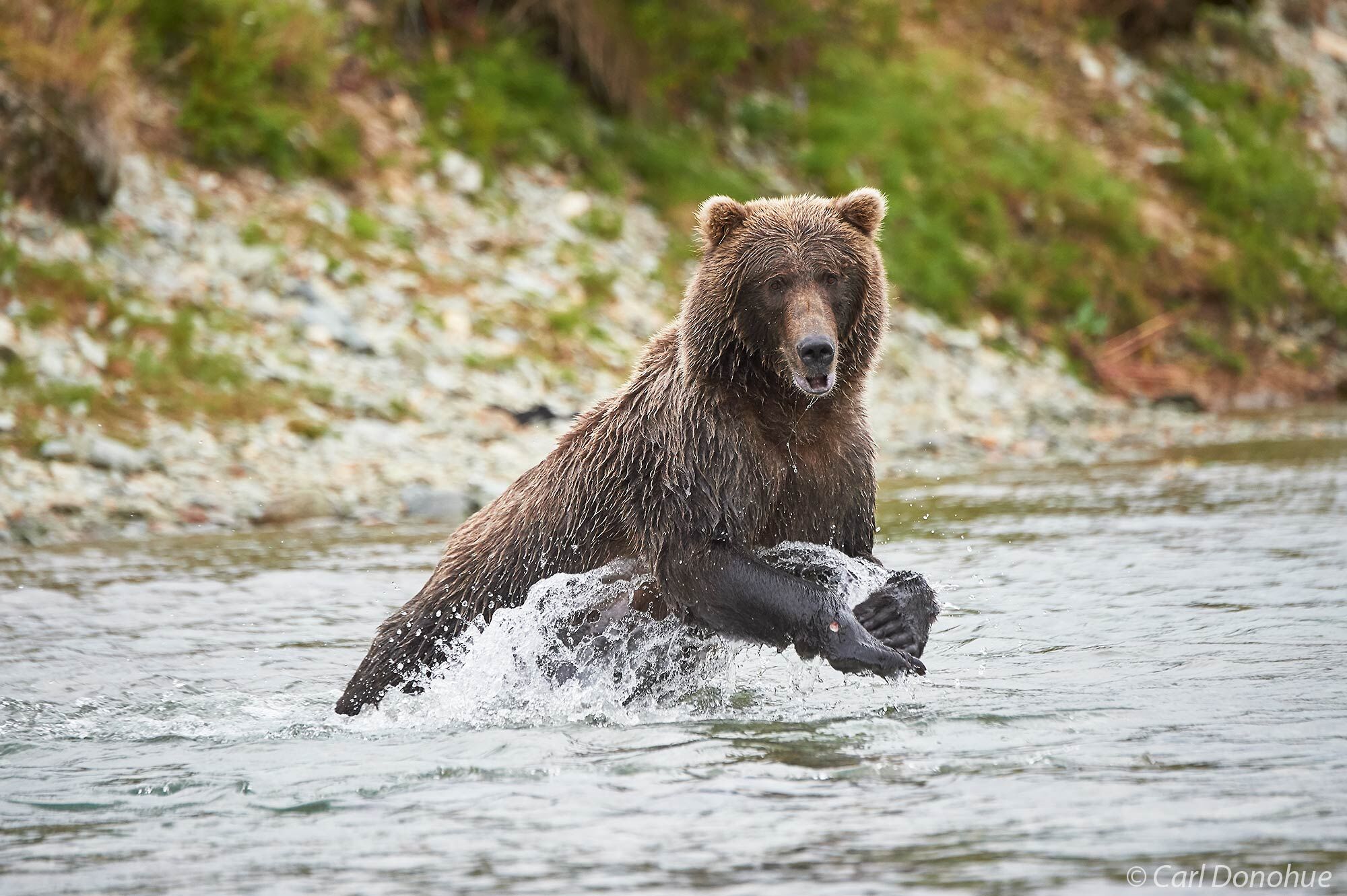 A young male brown bear, or boar, running through shallow water chasing spawning salmon, Katmai National Park and Preserve, Alaska...