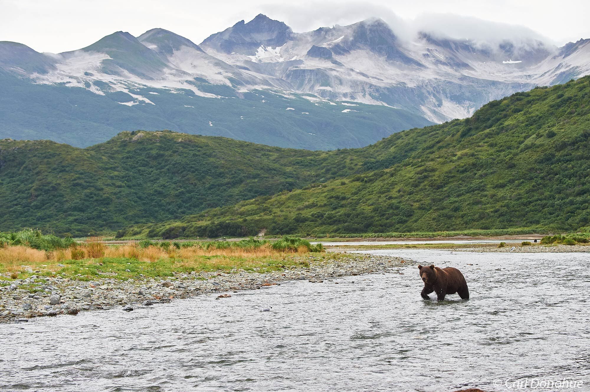 Brown bear searching for salmon in a small stream on the Katmai Coast, Katmai National Park and Preserve, Alaska.