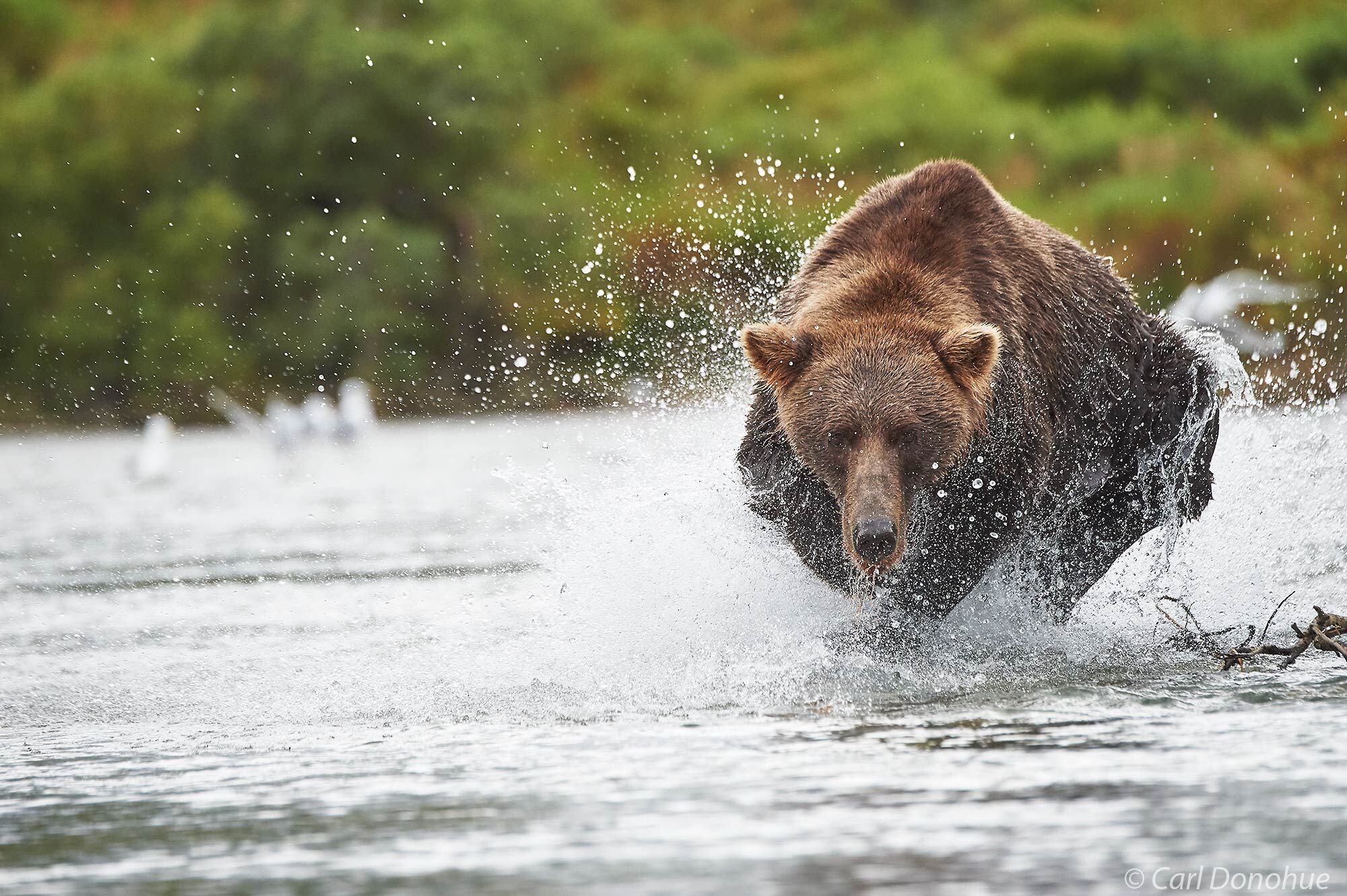 A female brown bear hot on the tail of a spawning salmon in a shallow stream, Katmai National Park and Preserve, Alaska.
