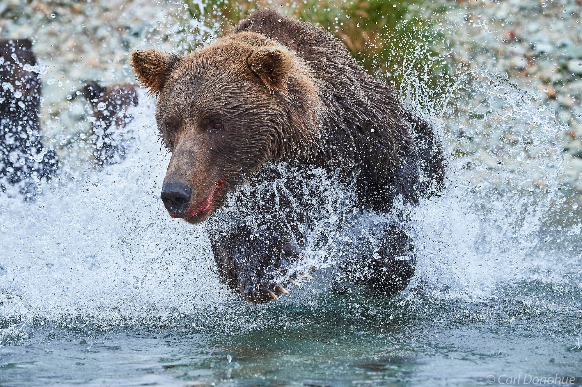 Female grizzly bear or brown bear chasing after salmon in a small stream, Katmai National Park and Preserve, Alaska.