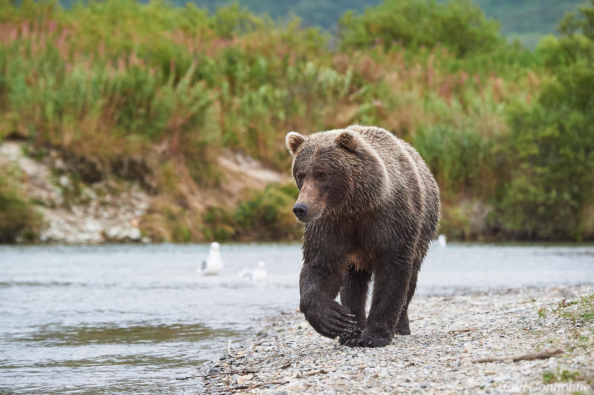 Brown bear walking next to a stream looking for salmon, Katmai National Park and Preserve, Alaska.