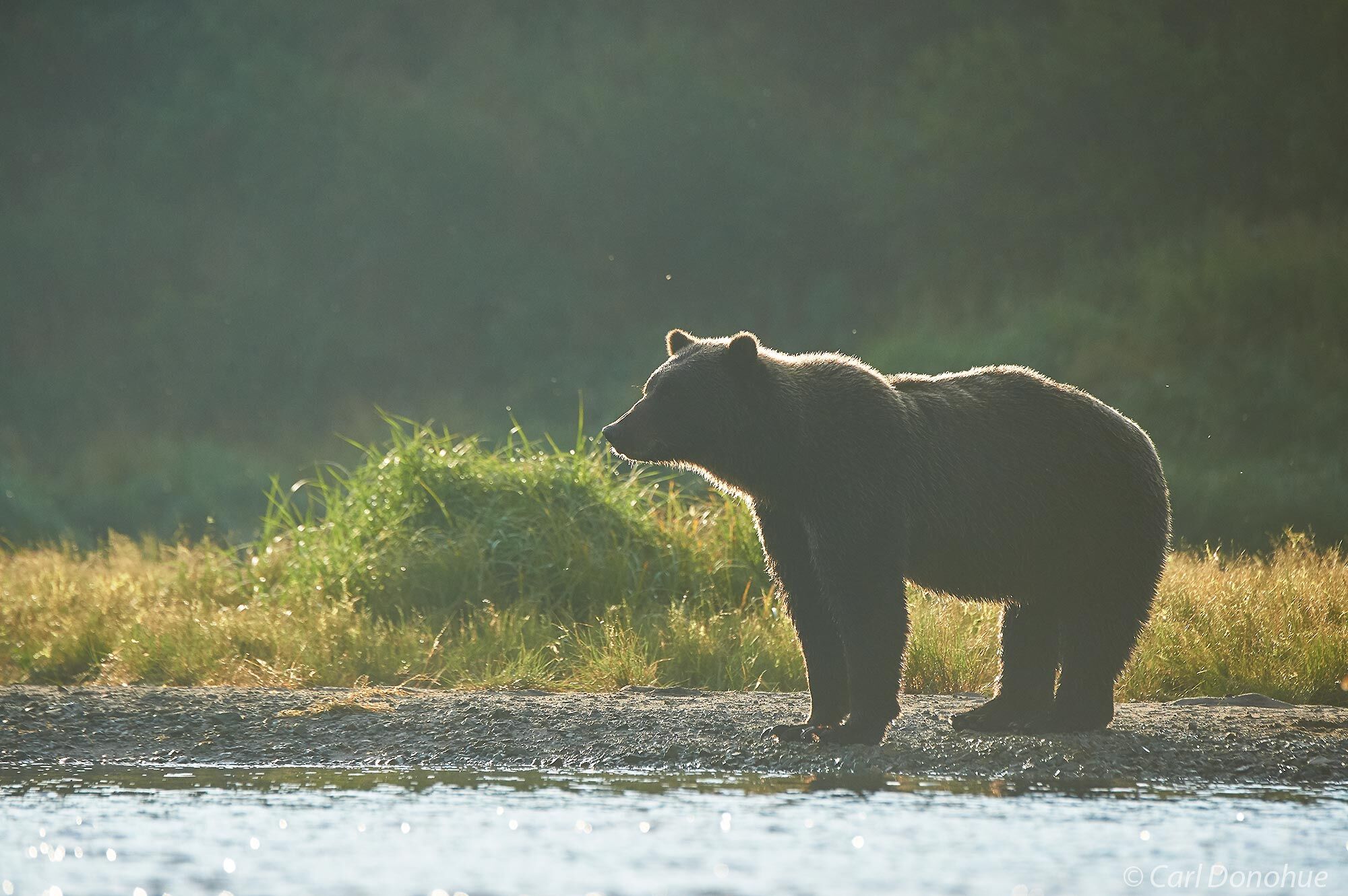 A backlit brown bear stands alongside a stream looking for salmon, Katmai National Park and Preserve, Alaska.