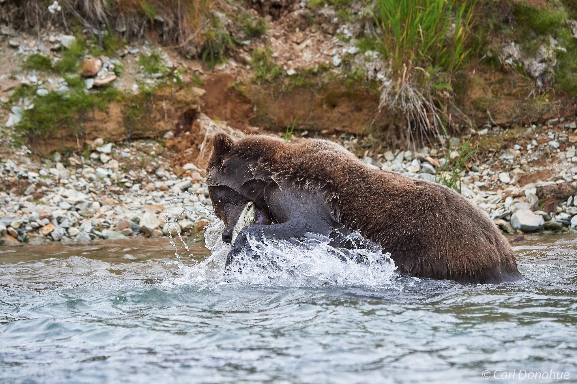 Brown bear with a freshly caught salmon in Katmai National Park and Preserve, Alaska.