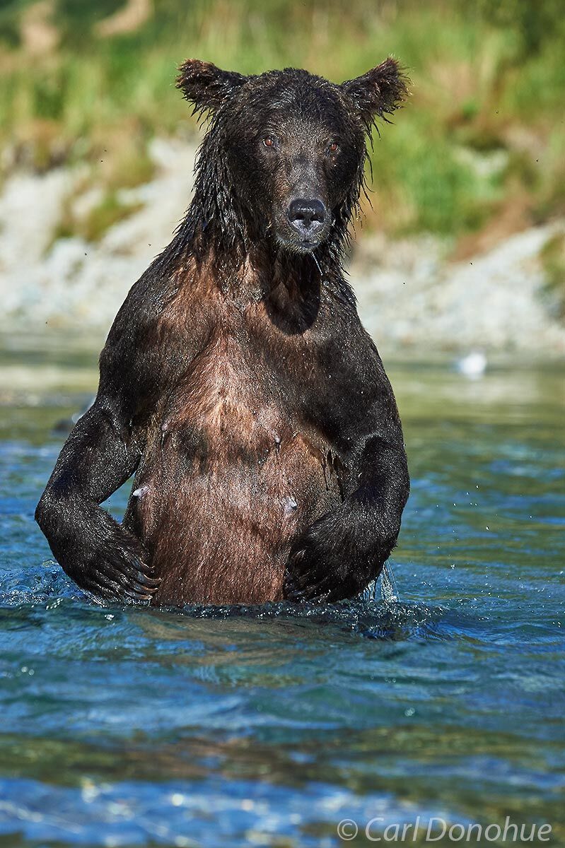 Brown bear sow, or female, wades upright in a small pool of a salmon stream looking for salmon to catch, Katmai National Park...