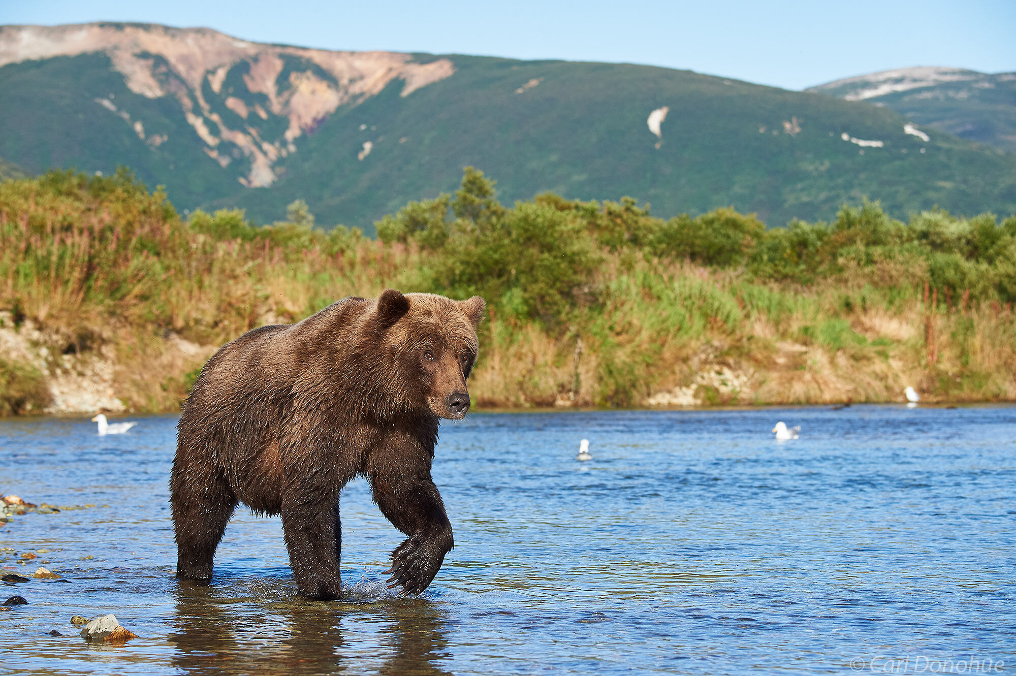 A young male brown bear walks a shallow stream amongst the mountains of the Alaska Range, searching for salmon, Katmai National...