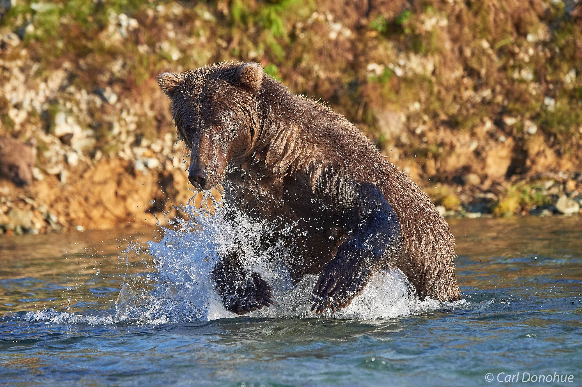 Brown bear racing after salmon in a creek Katmai National Park and Preserve, Alaska.