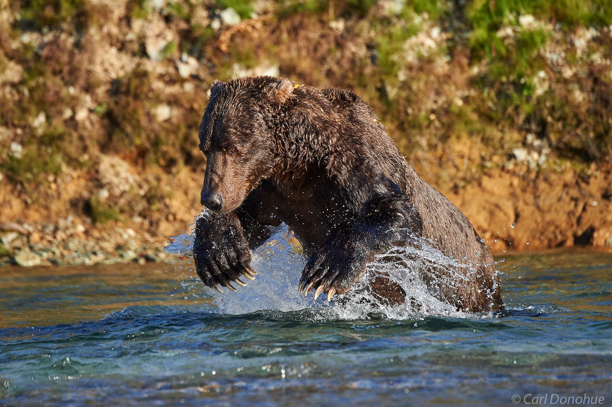 A mature adult male brown bear, often weighing over 1000lbs, full tilt chasing salmon in a stream Katmai National Park and Preserve, Alaska.